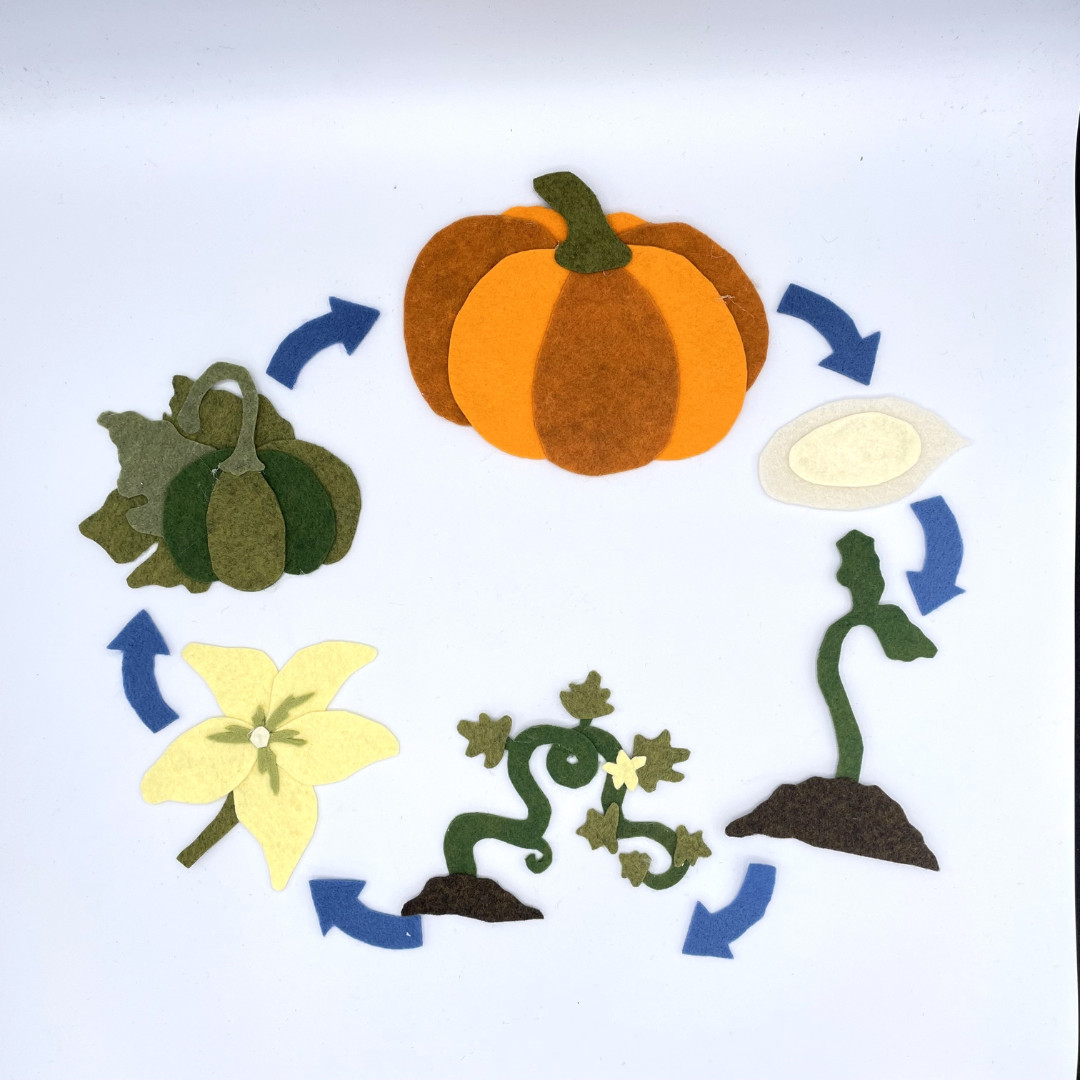 Pumpkin Life Cycle Felt Set for Felt or Flannel Board Play