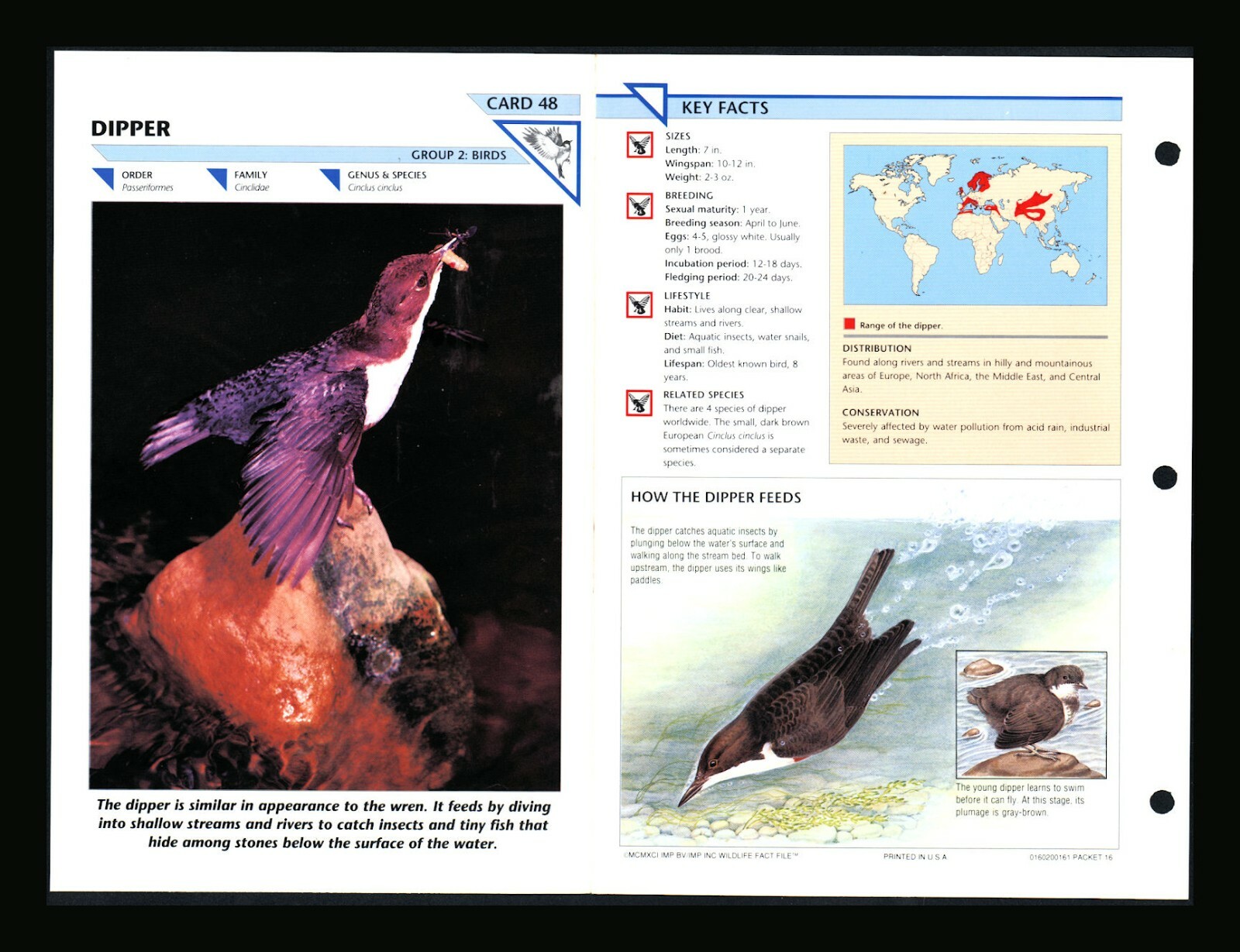 Dipper Wild Life Fact File Bird Animal Card Home School Study 2.48