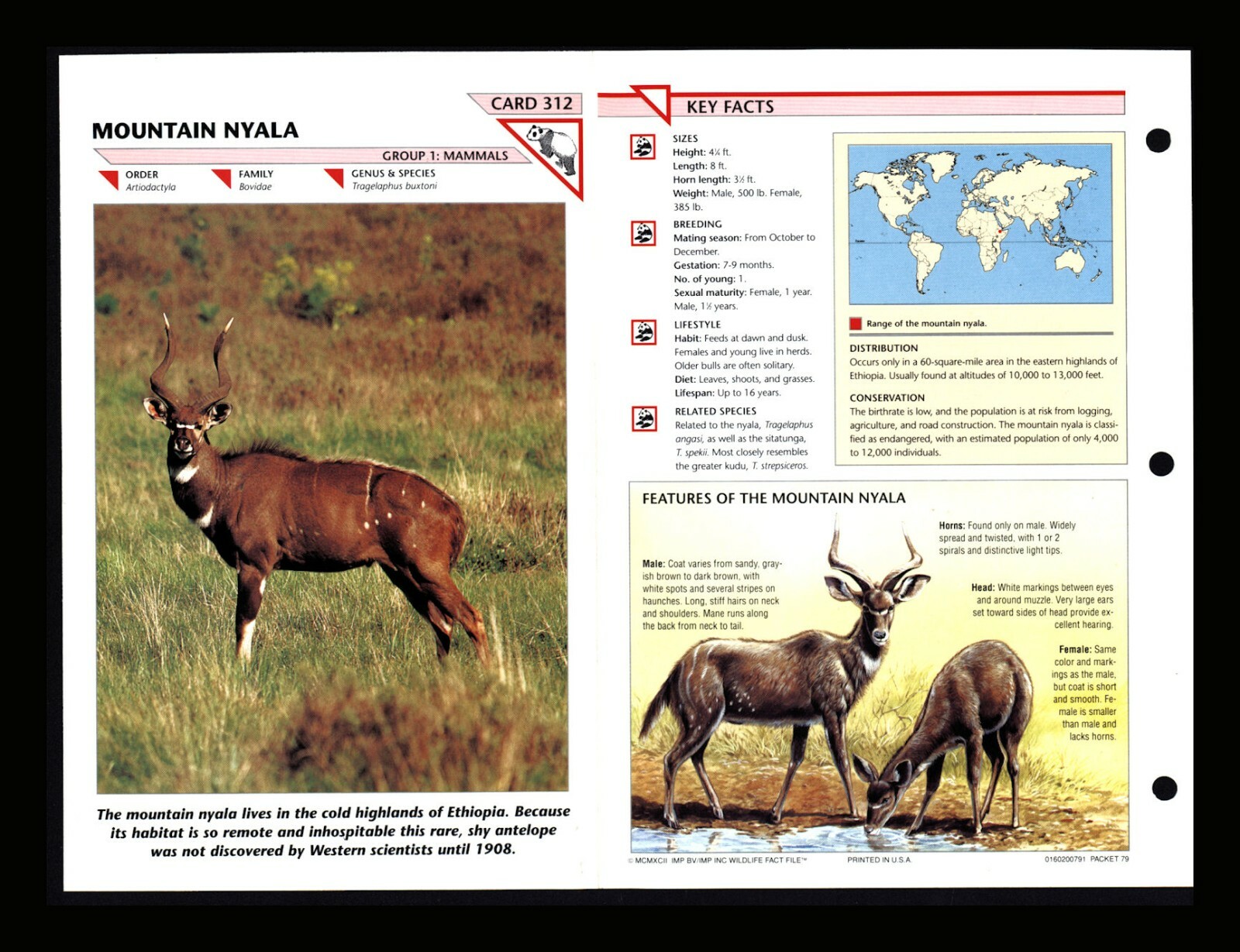 Mountain Nyala Wildlife Fact File Mammal Animal Card Home School Study 1.312