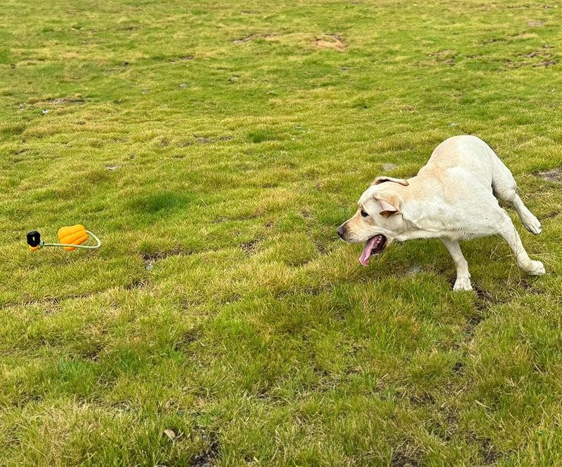 PROKEl Dog Rope Fetch Exercise ToyforMedium Large Aggressive Chewers BreedDogsC