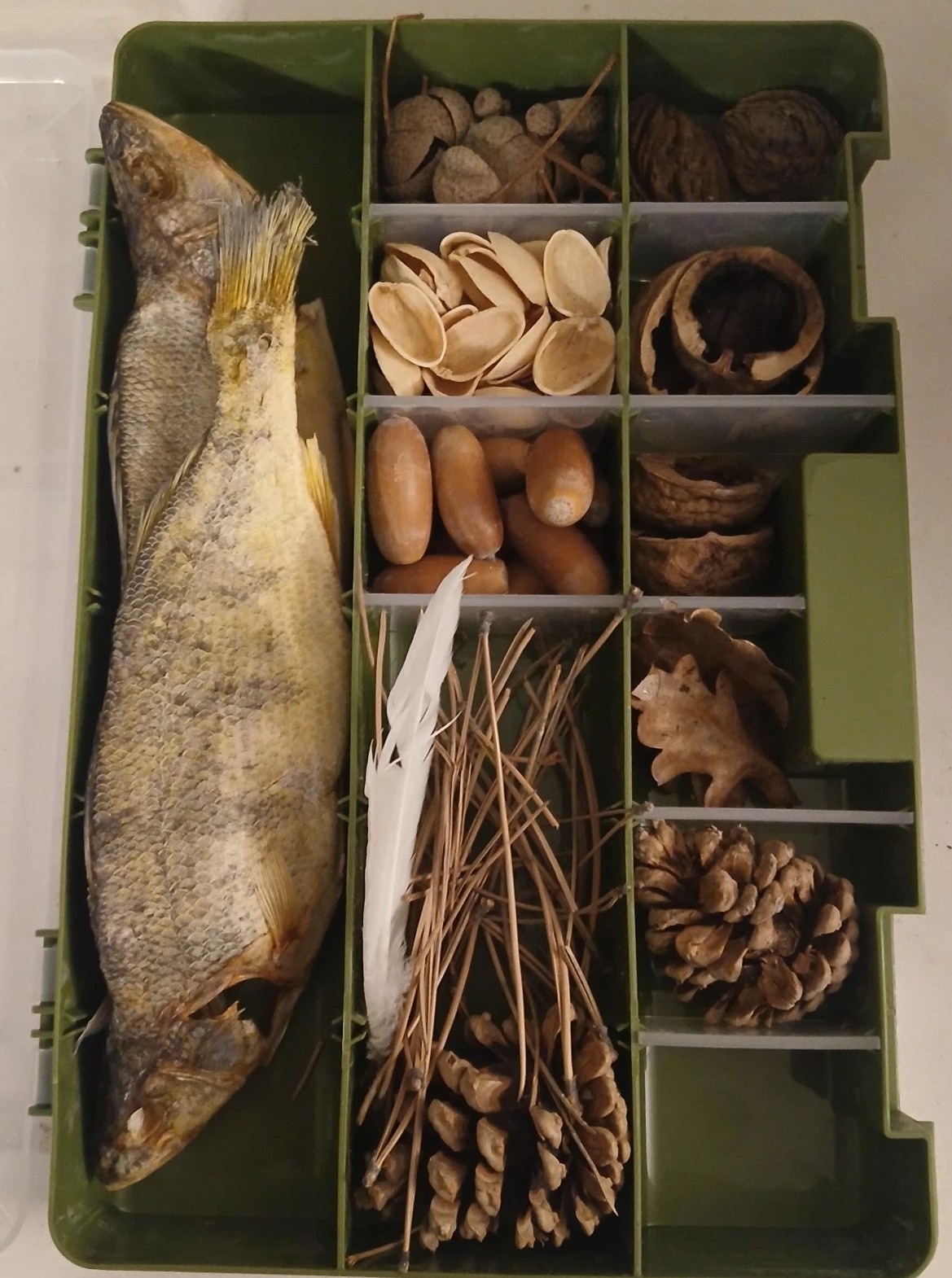 Collection Set Of 10 Open-Ended Play Montessori Nature Play Dry Perch, Oak Gift
