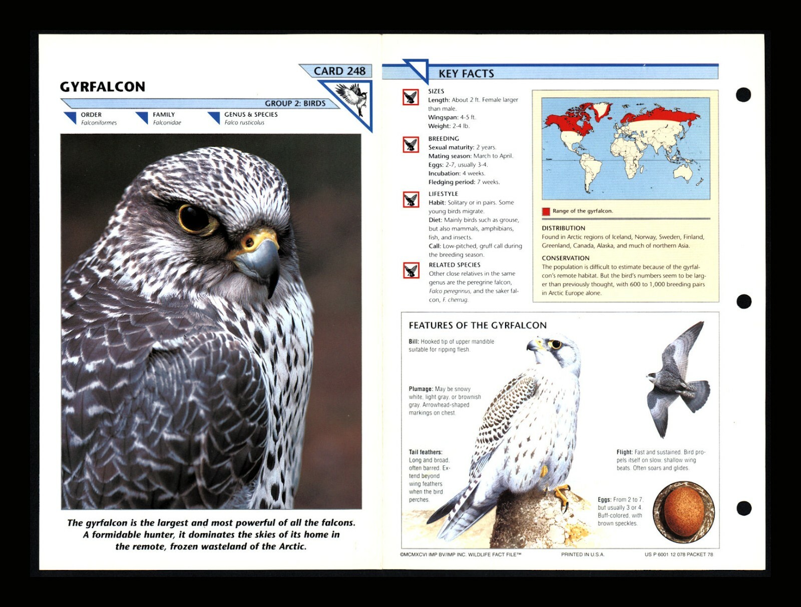 Gyrfalcon Wild Life Fact File Bird Animal Card Home School Study 2.248
