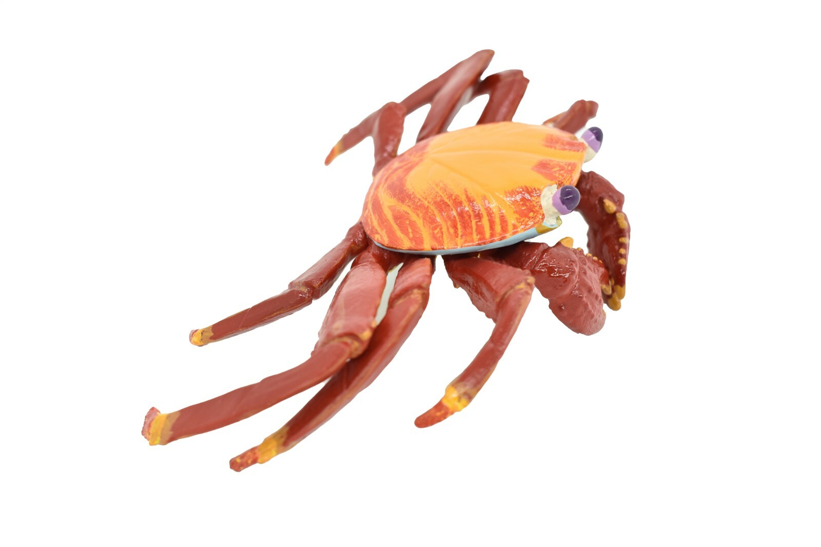 Crab Sally Lightfoot, Galapagos, Museum Quality Replica 7″ – F1769 B142