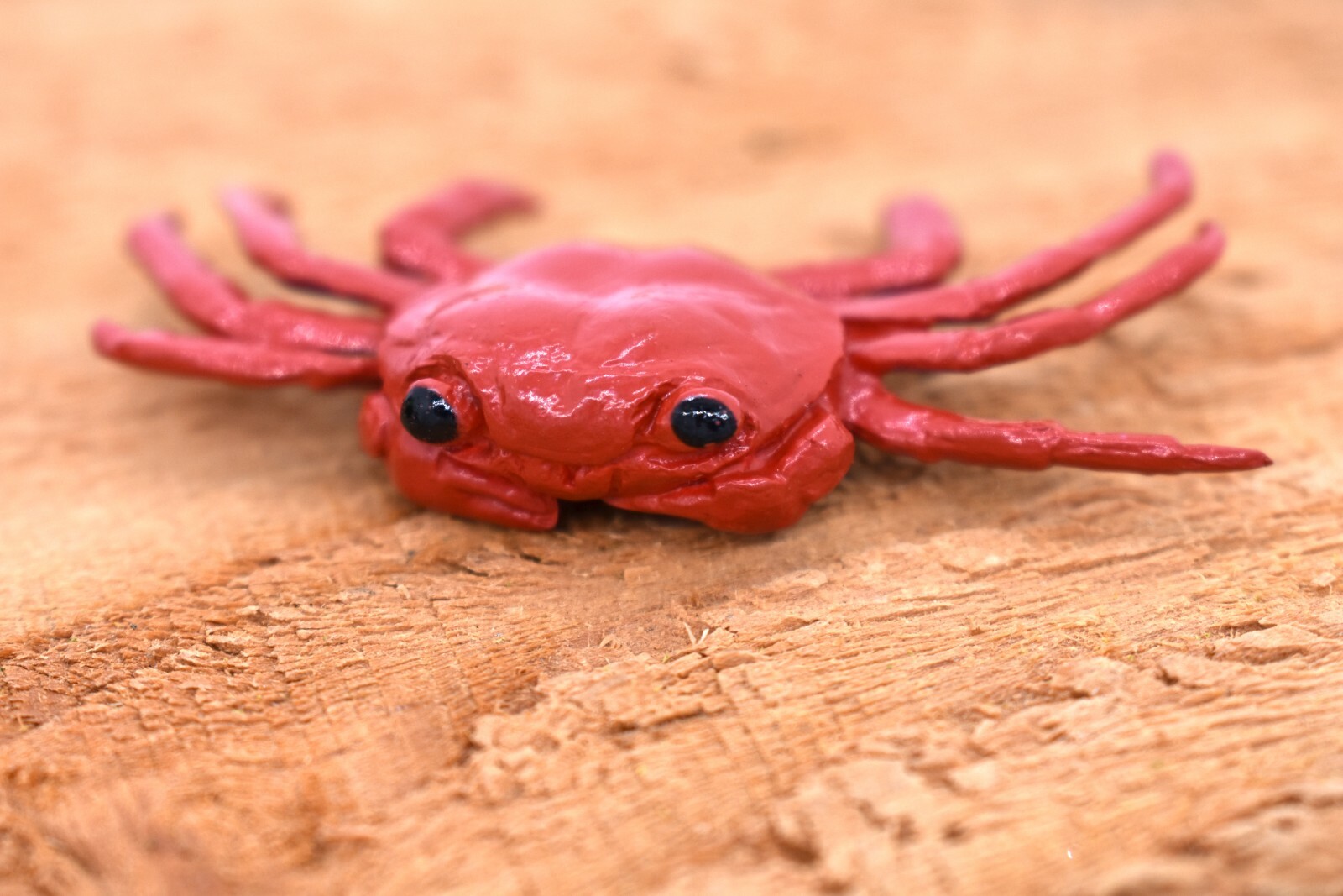 Crab Sally Lightfoot, Galapagos Islands, Plastic Replica 2″ F1591 B150