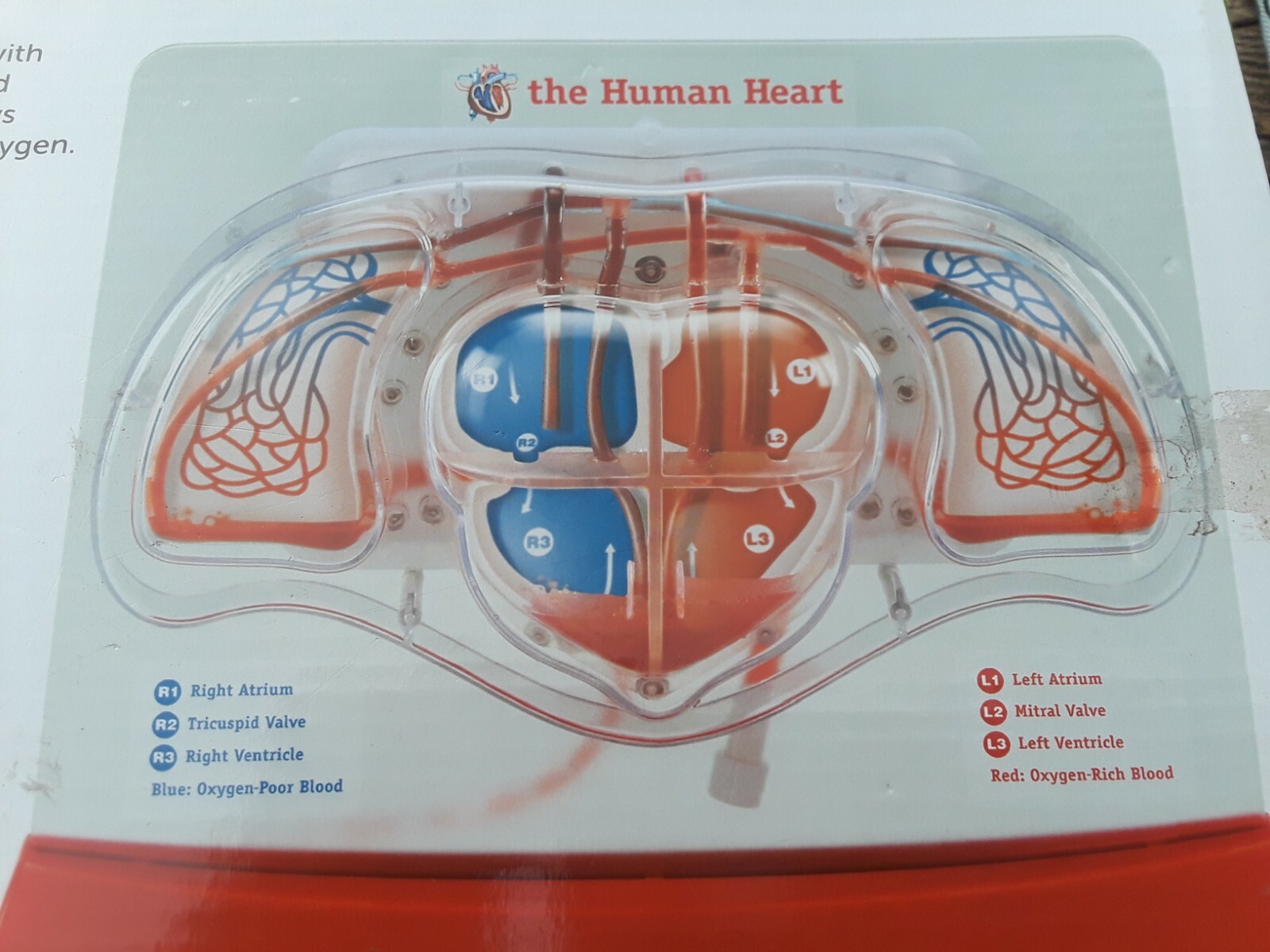 Learning Resources Pumping Heart Model
