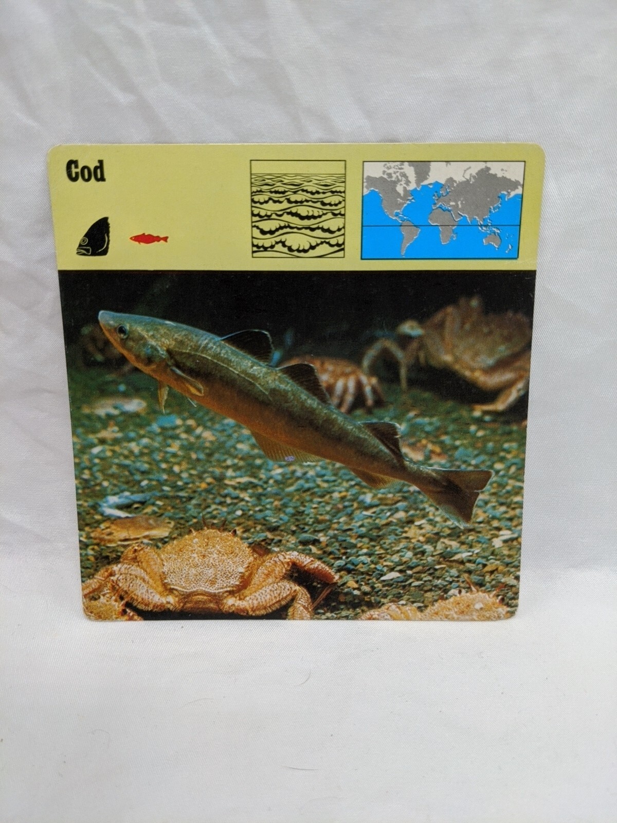 Lot Of (21) 1975 Rencontre Bony Fishes II Education Cards