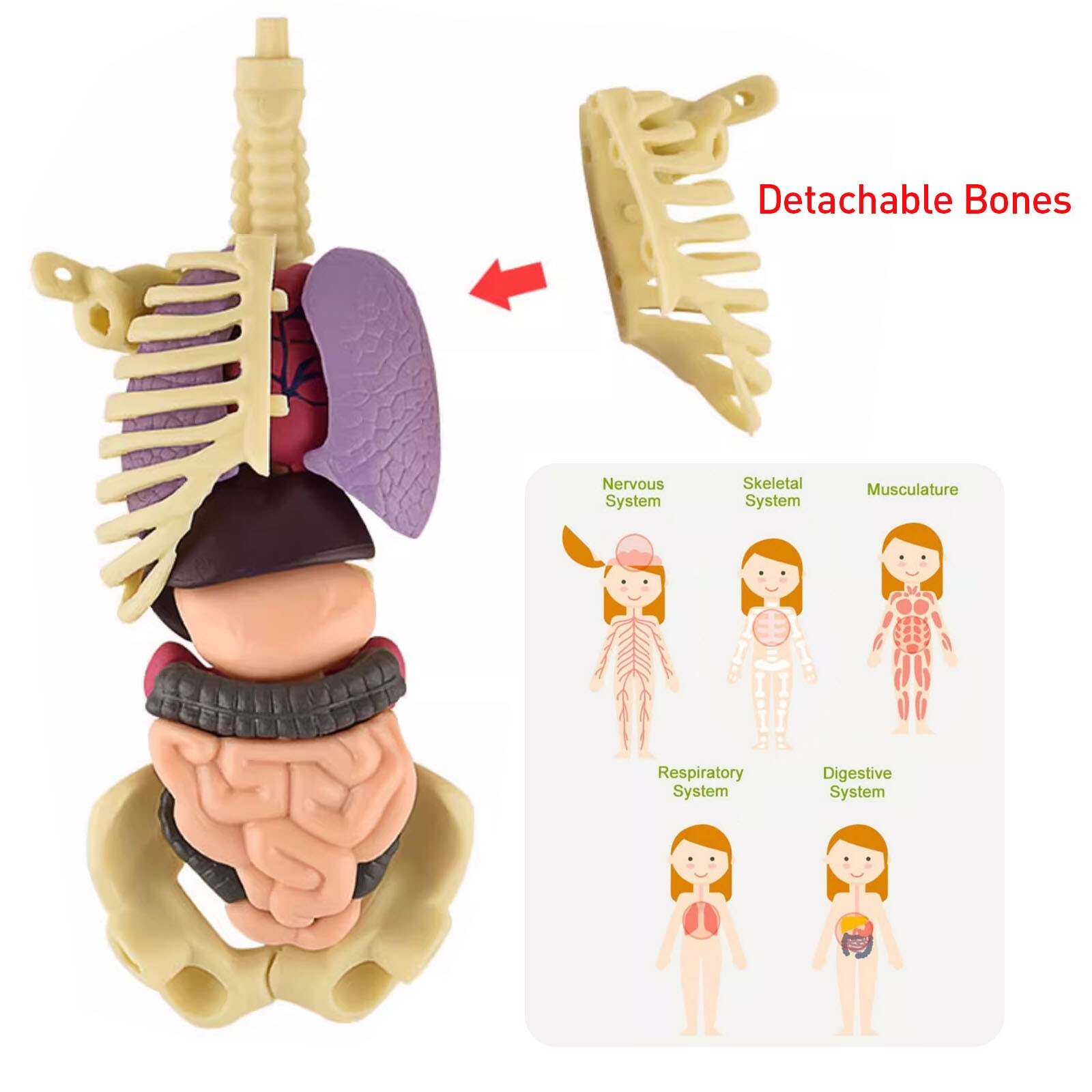 3D Human Body Anatomy Model DIY Skeleton Toy Removable Parts for Kid Aldult