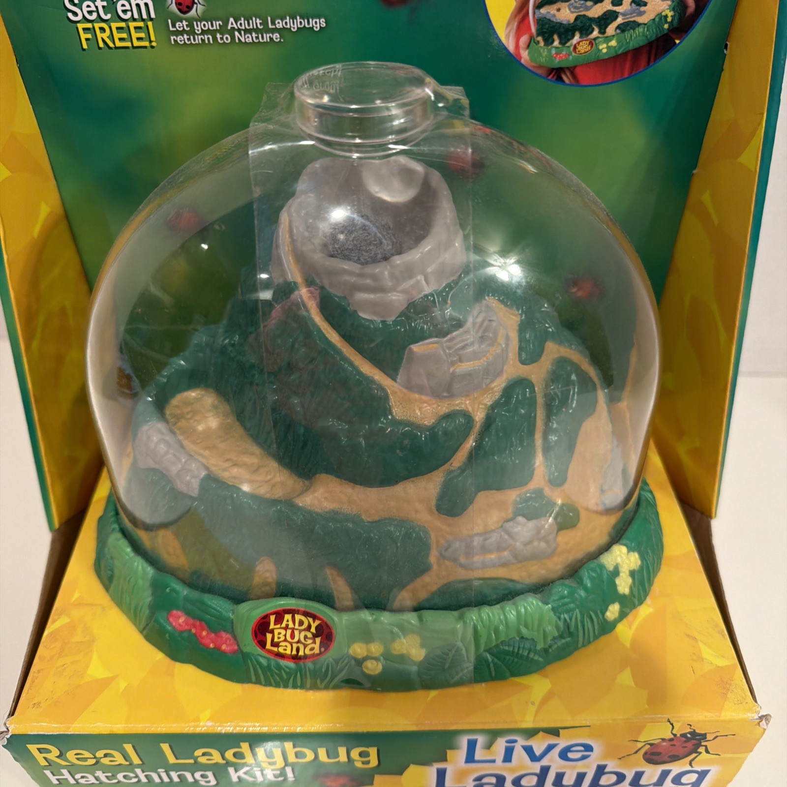 Insect Lore Real Ladybug Hatching Kit Live Ladybug Land 2100