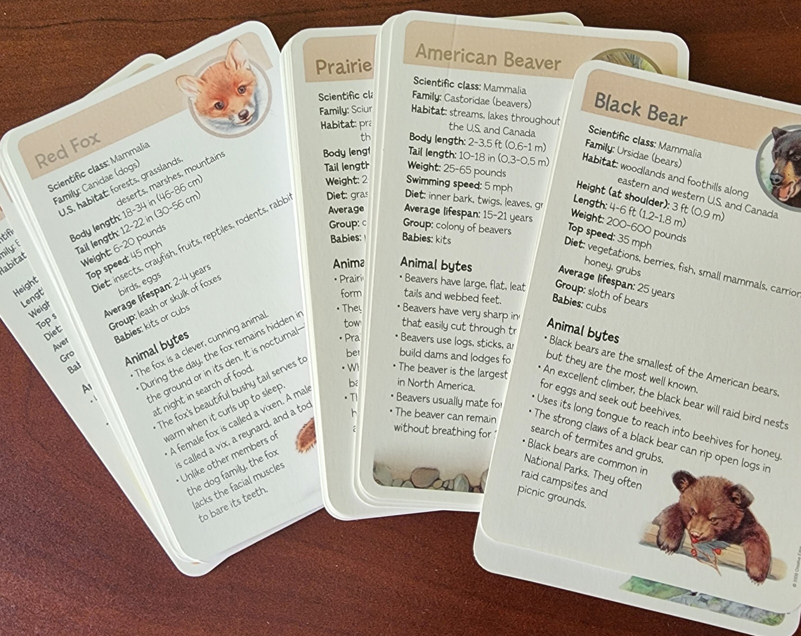 2009 36 Creative Edge Flash Cards – Animals – Rare