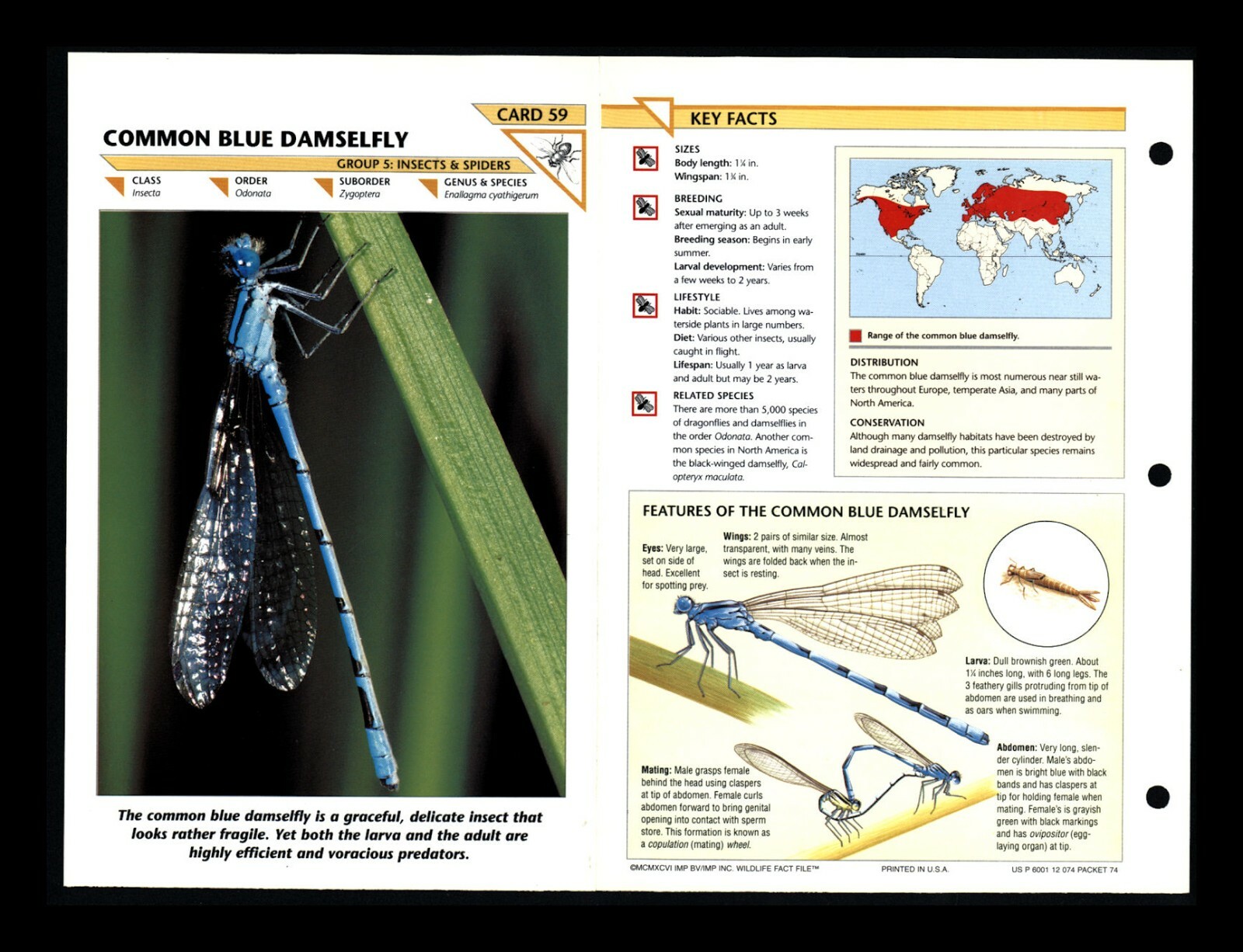 Blue Damselfly Wildlife Fact File Insect & Spider Card Home School Study 5.59