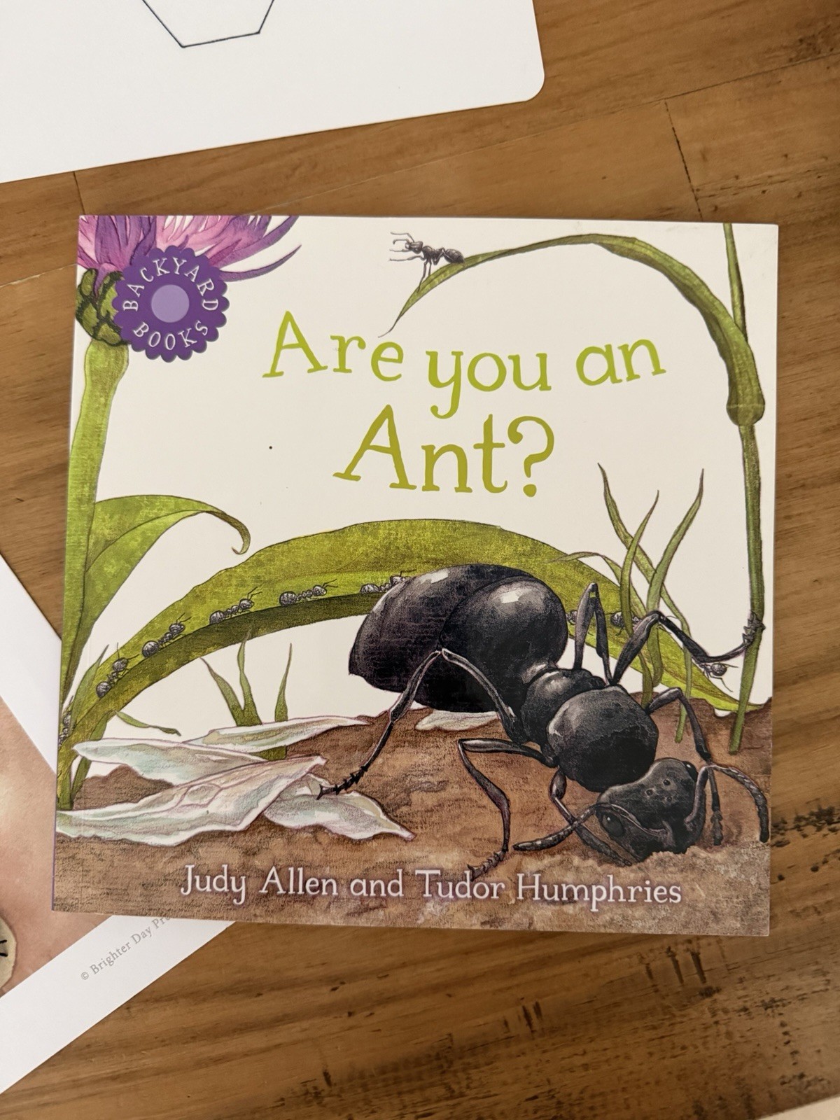 Ant Study Hands-On Learning Open-ended Learning (bundle) ant sensory