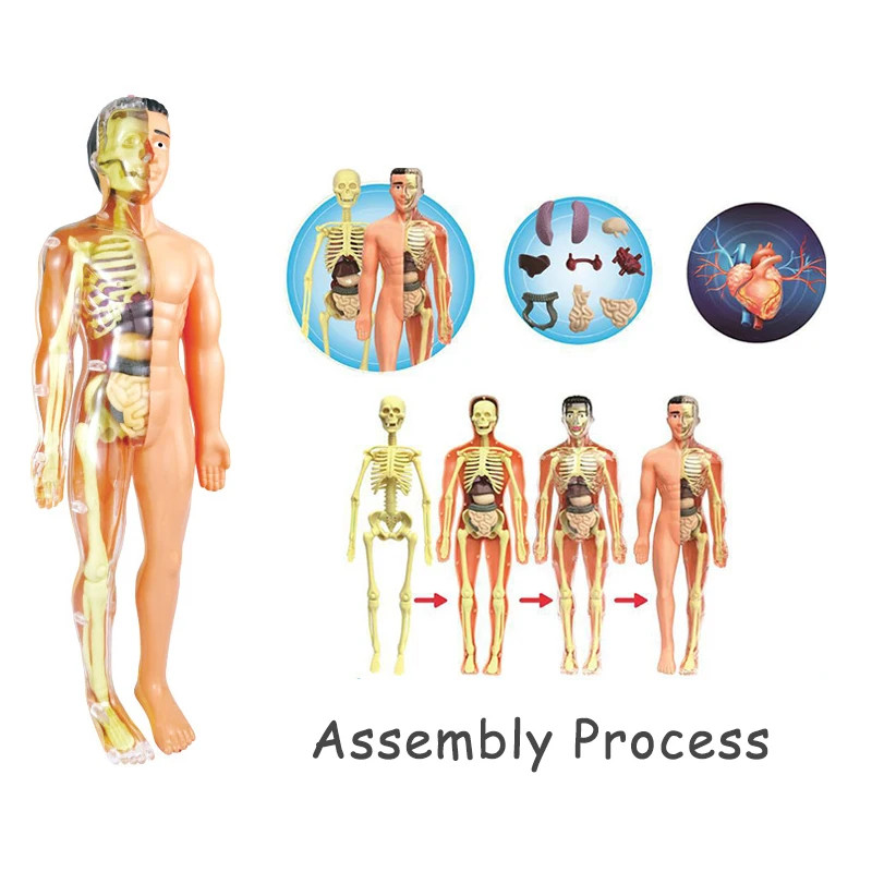 3D Human Body Torso Model – Educational DIY Toy for Kids Learning Fun