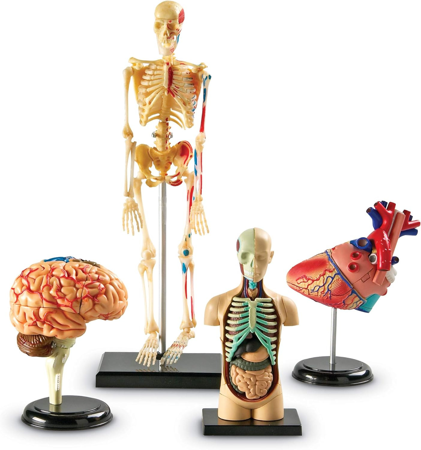 Anatomy Models Bundle Set, Brain, Body, Heart, Skeleton, Classroom Demonstration