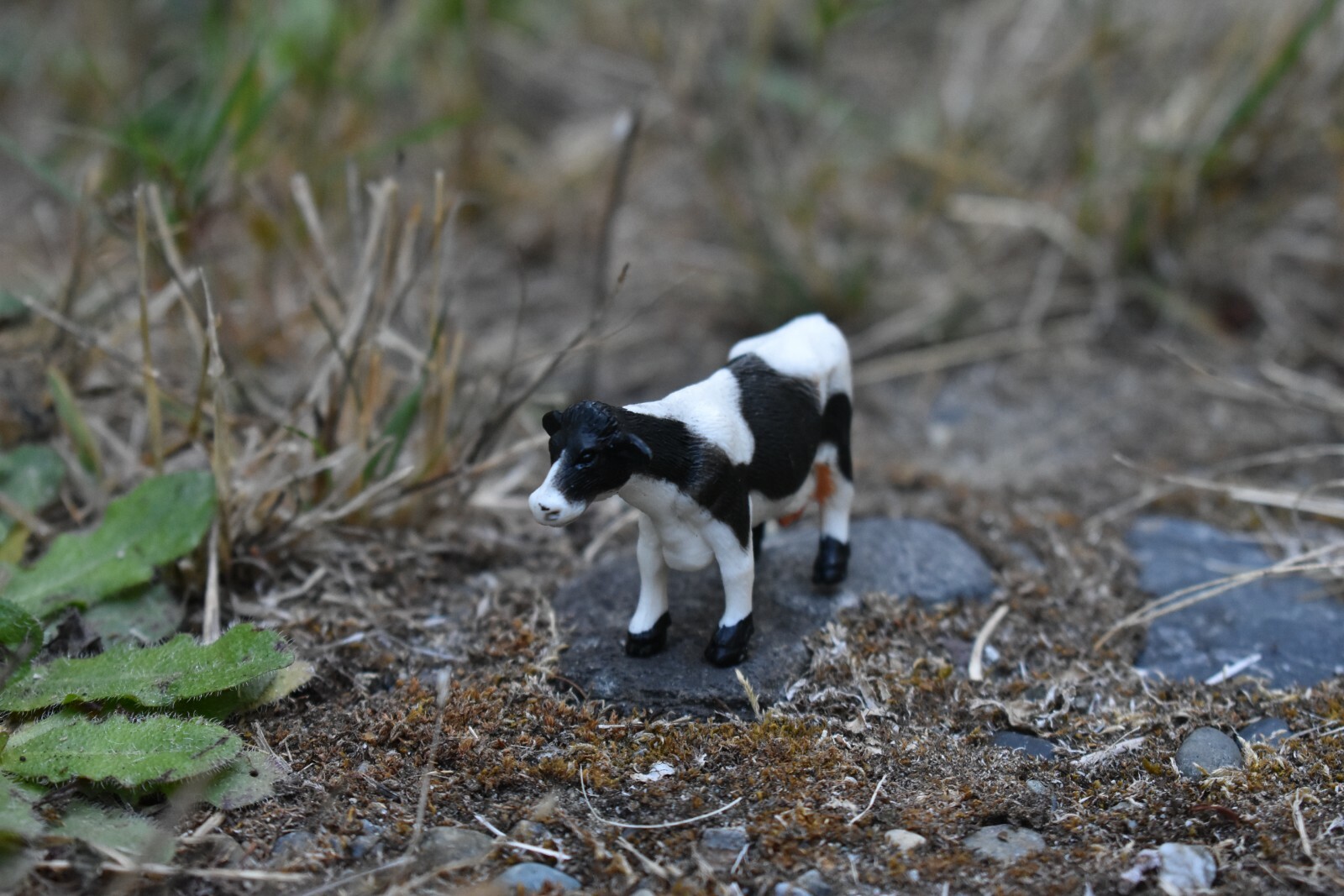 Cow, Holstein Realistic Small Toy Model Plastic Replica Farm Animal, 2.25″ F4261