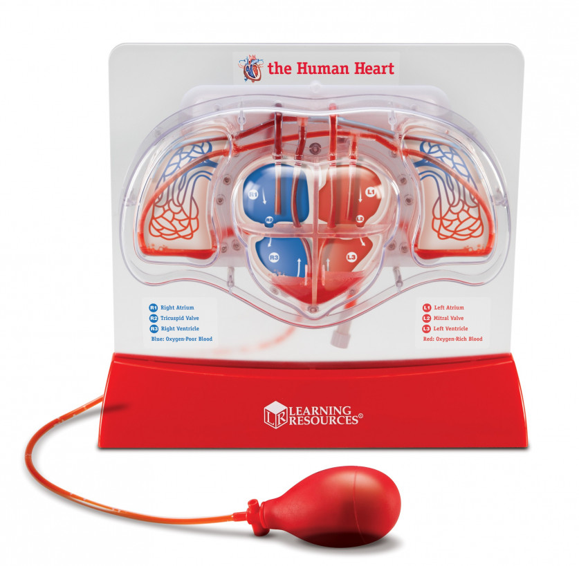 Learning Resources LER3535 Pumping Heart Model, Teaching Aid, Educational
