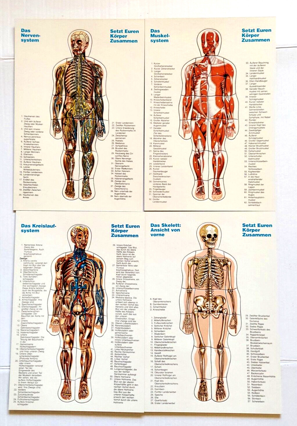 Vtg Human Body Anatomy Jigsaw Puzzles Systems Identification German Auf Deutsch
