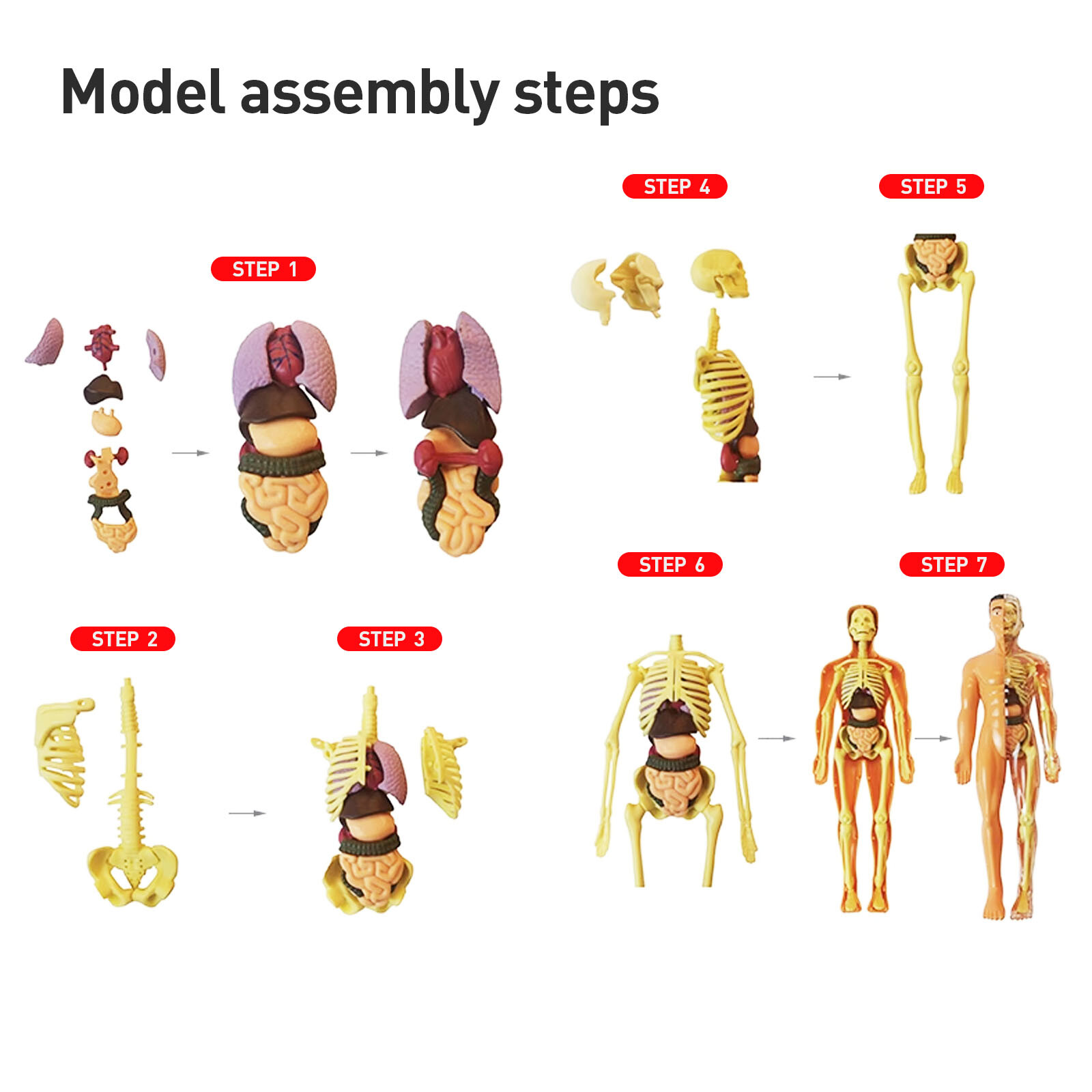 3D Human Body Anatomy Model DIY Skeleton Toys Educational Science Kit for Kid