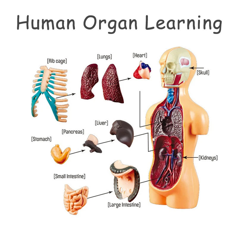 3D Human Body Torso Model – Educational DIY Toy for Kids Learning Fun
