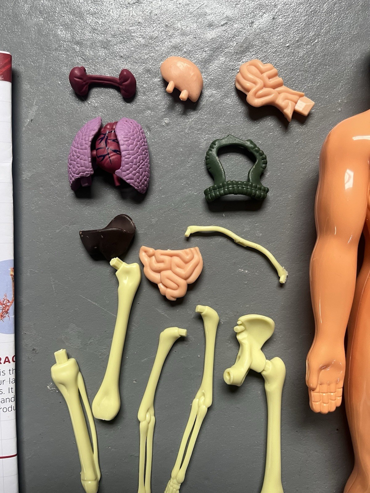 3D Human Body Anatomy Model DIY Skeleton Toy Removable Parts for Kid Aldult