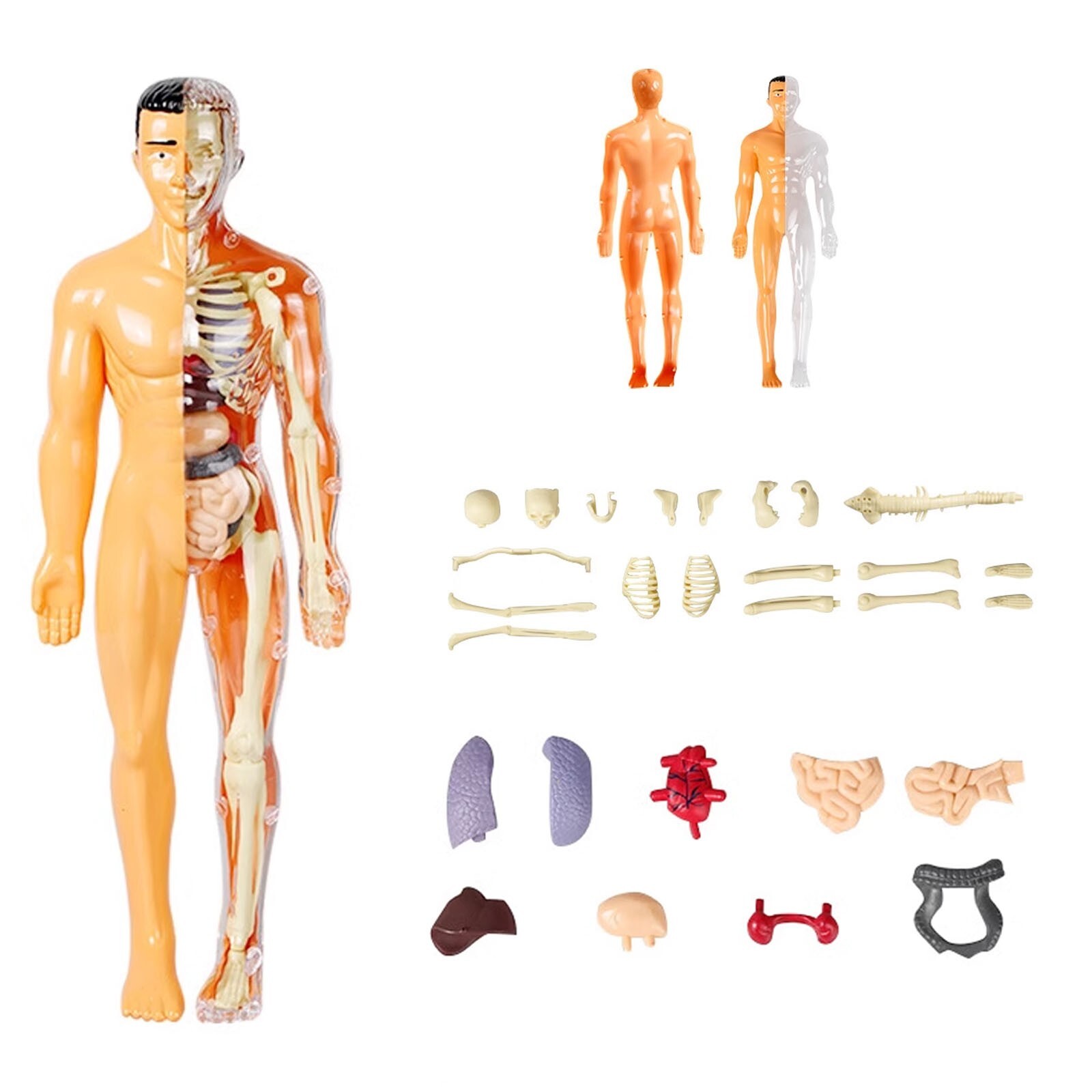 3D Human Body Anatomy Model DIY Skeleton Toy Removable Parts for Kid Aldult