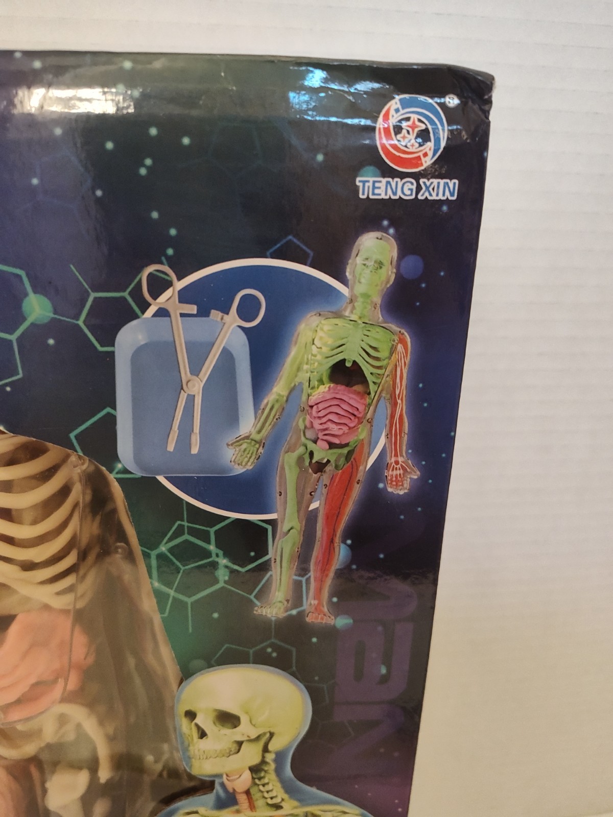 Human Body Model for Kids: Glow in The Dark Bones Interactive Science