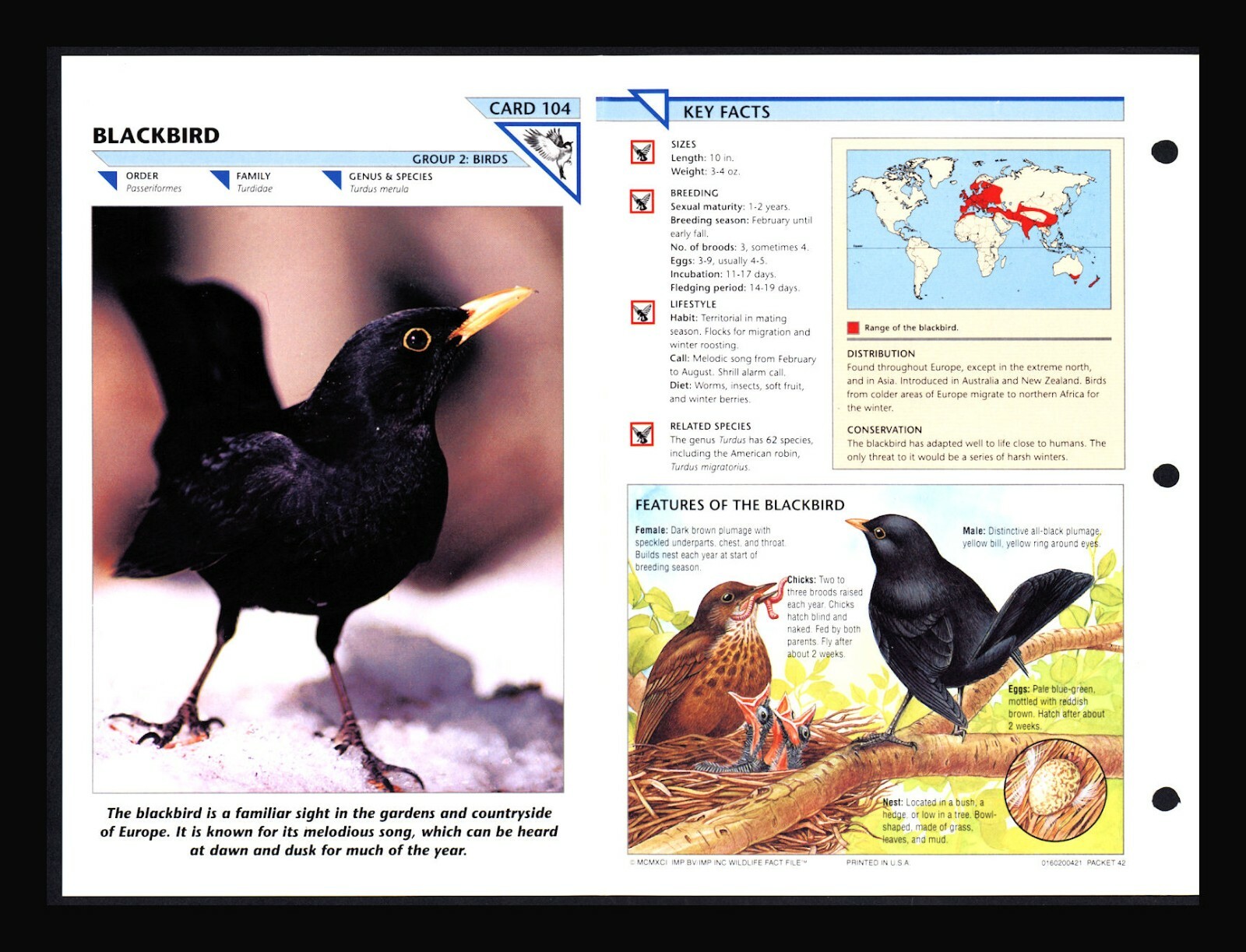 Blackbird Wild Life Fact File Bird Animal Card Home School Study 2.104