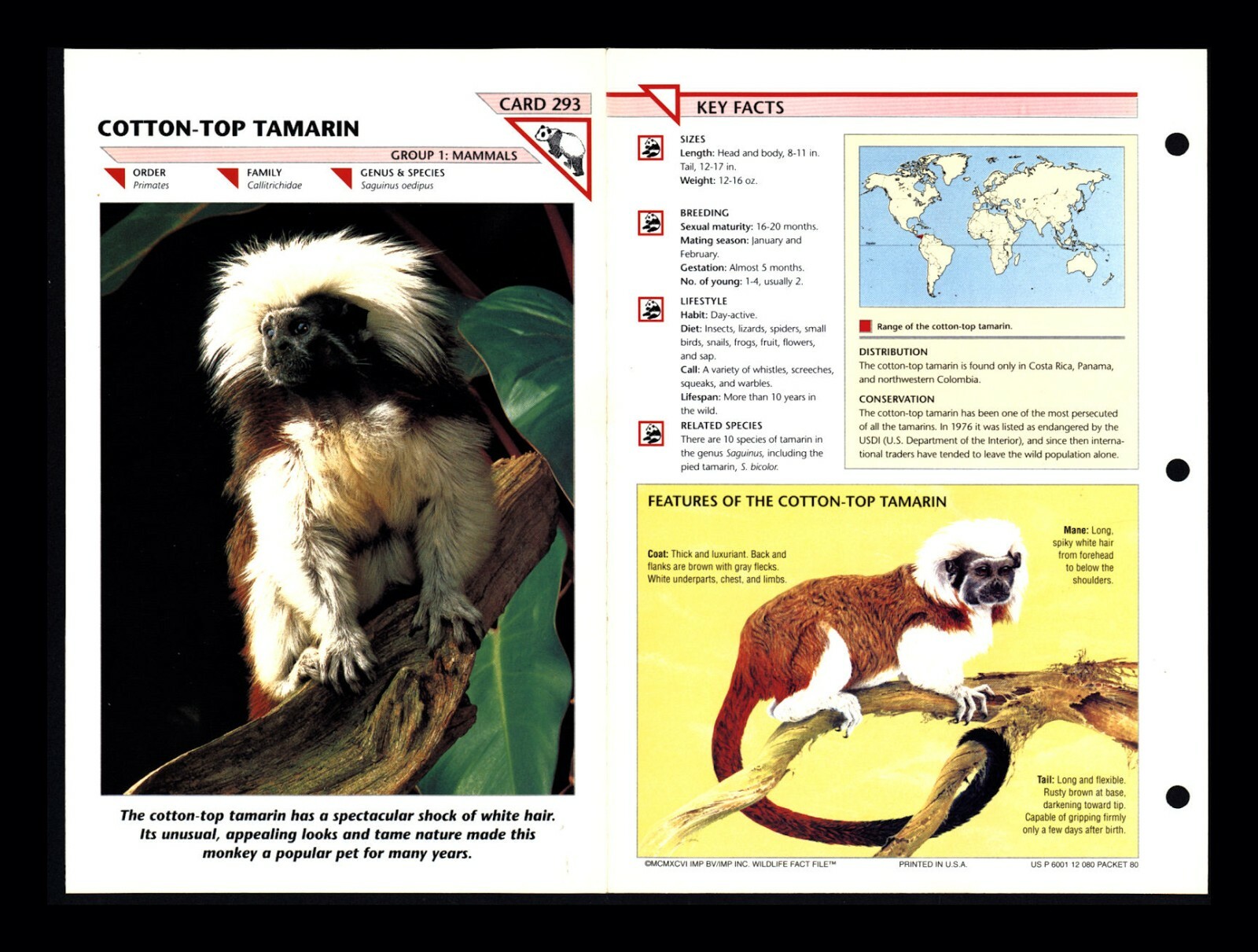 Cotton Top Tamarin Wildlife Fact File Mammal Animal Card Home School Study 1.293