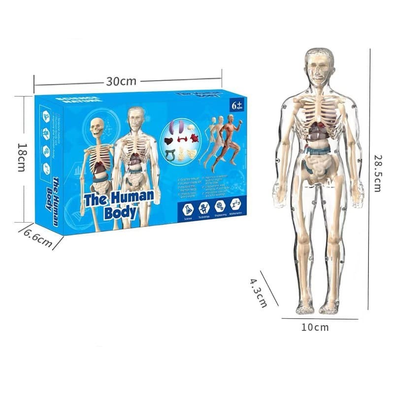 Kits 3D Bones Torso Skeleton Model Human Body Structure Model Removable Organs