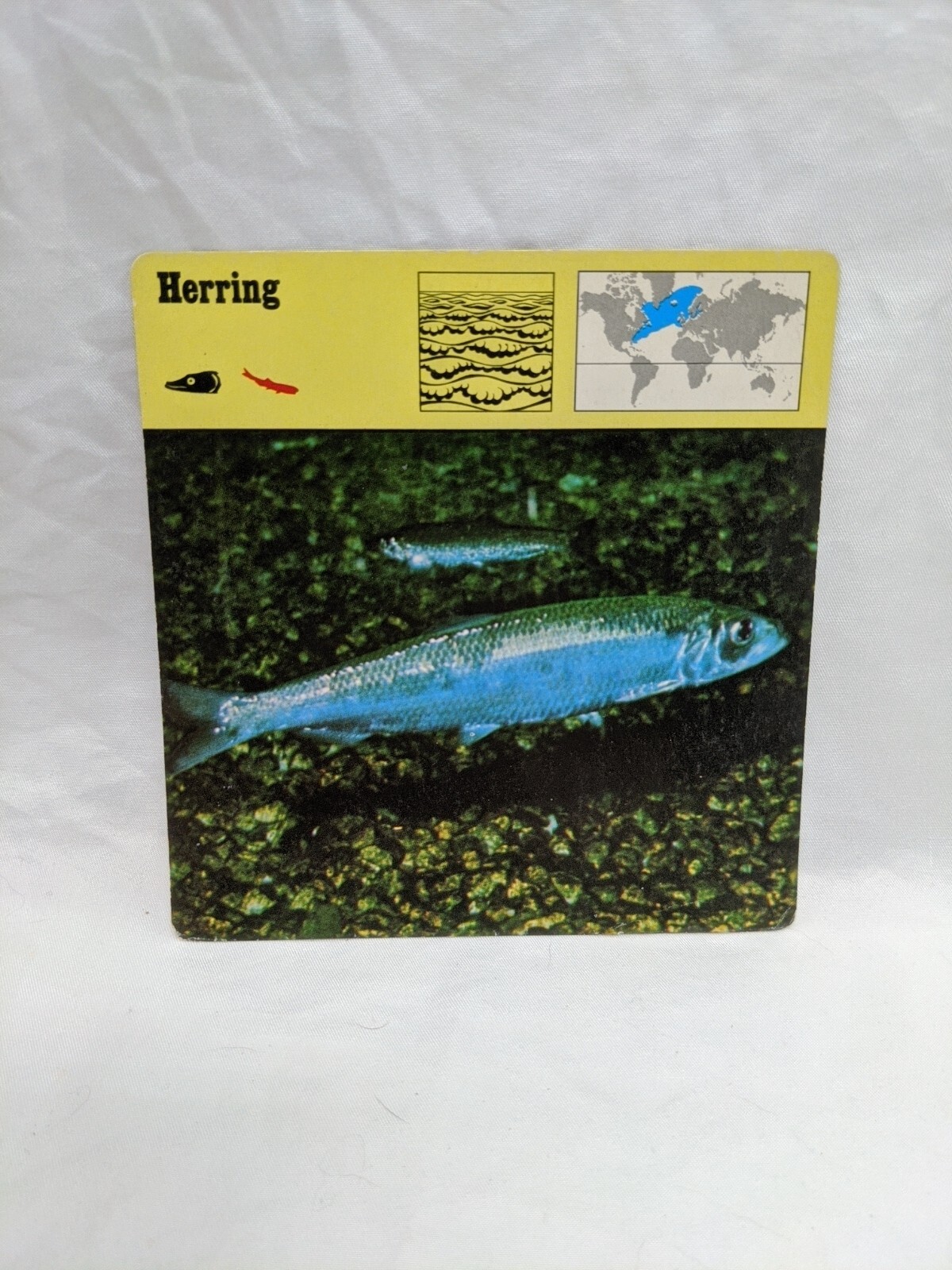 Lot Of (10) 1975 Rencontre Bony Fishes 1 Education Cards