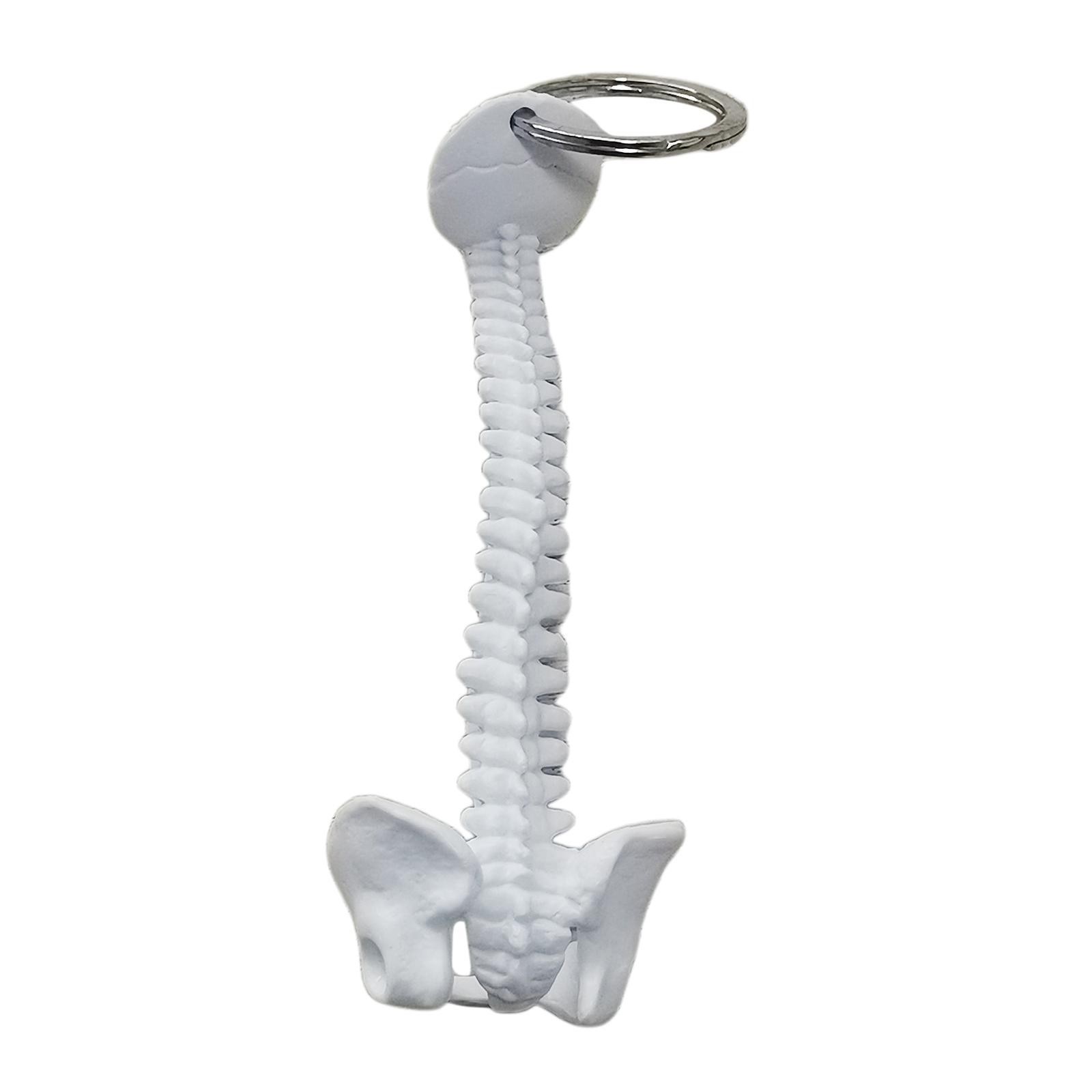 Human Spine Skeleton Keychain, Mini Model 9.5 x 4cm,