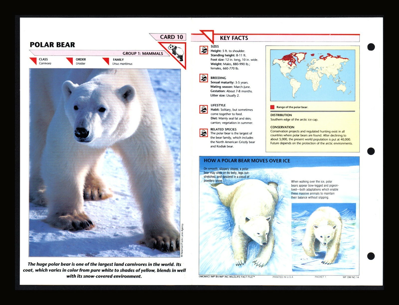 Polar Bear Wildlife Fact File Mammals Animal Card Home School Study 1.10