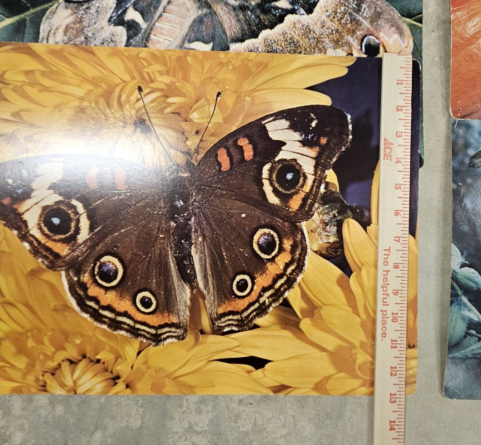 28 1960’s Educational Aids 18″x13″ Cards Erosion Fruit Farming Weather Butterfly