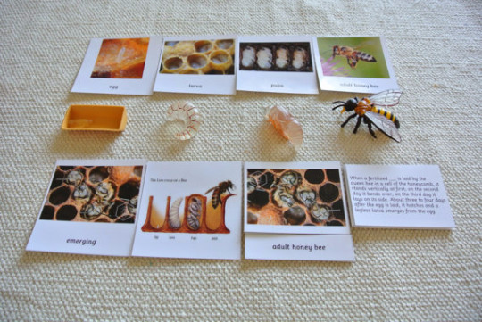 9 Sets of Montessori Life Cycle 5 Parts Cards with matching replicas