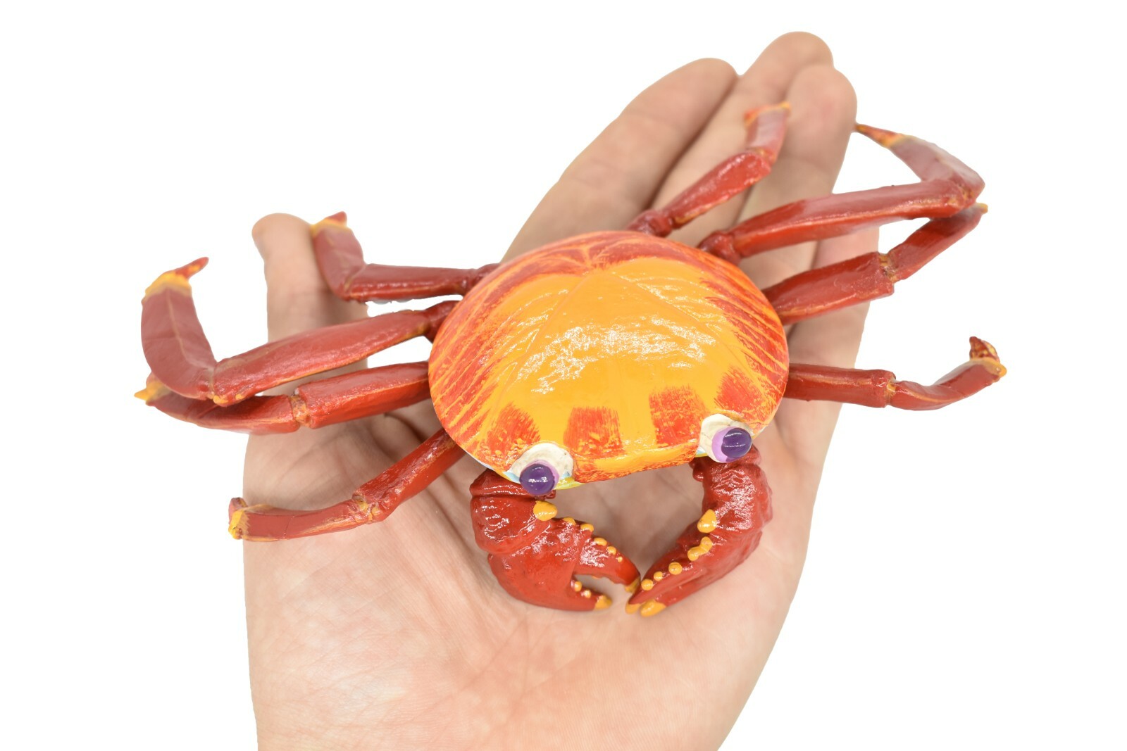 Crab Sally Lightfoot, Galapagos, Museum Quality Replica 7″ – F1769 B142