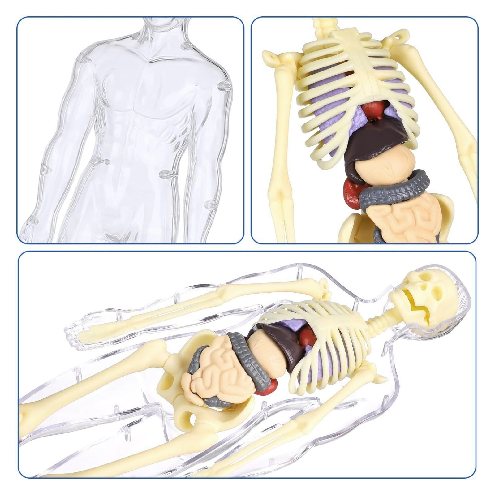 3D Human Body Anatomy Model Fully Transparent DIY for Kid Removable Skeleton Toy