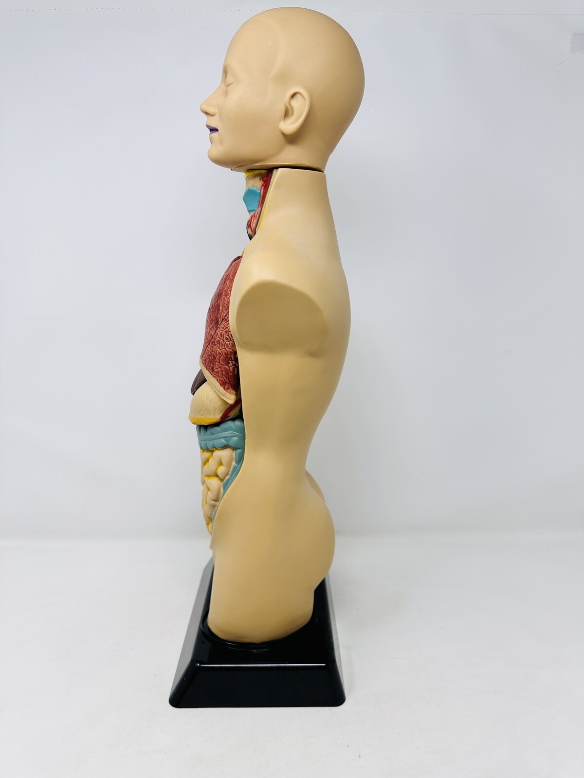 EDU-TOYS Human Torso Anatomically Accurate Model Kit 50cm Educational Complete