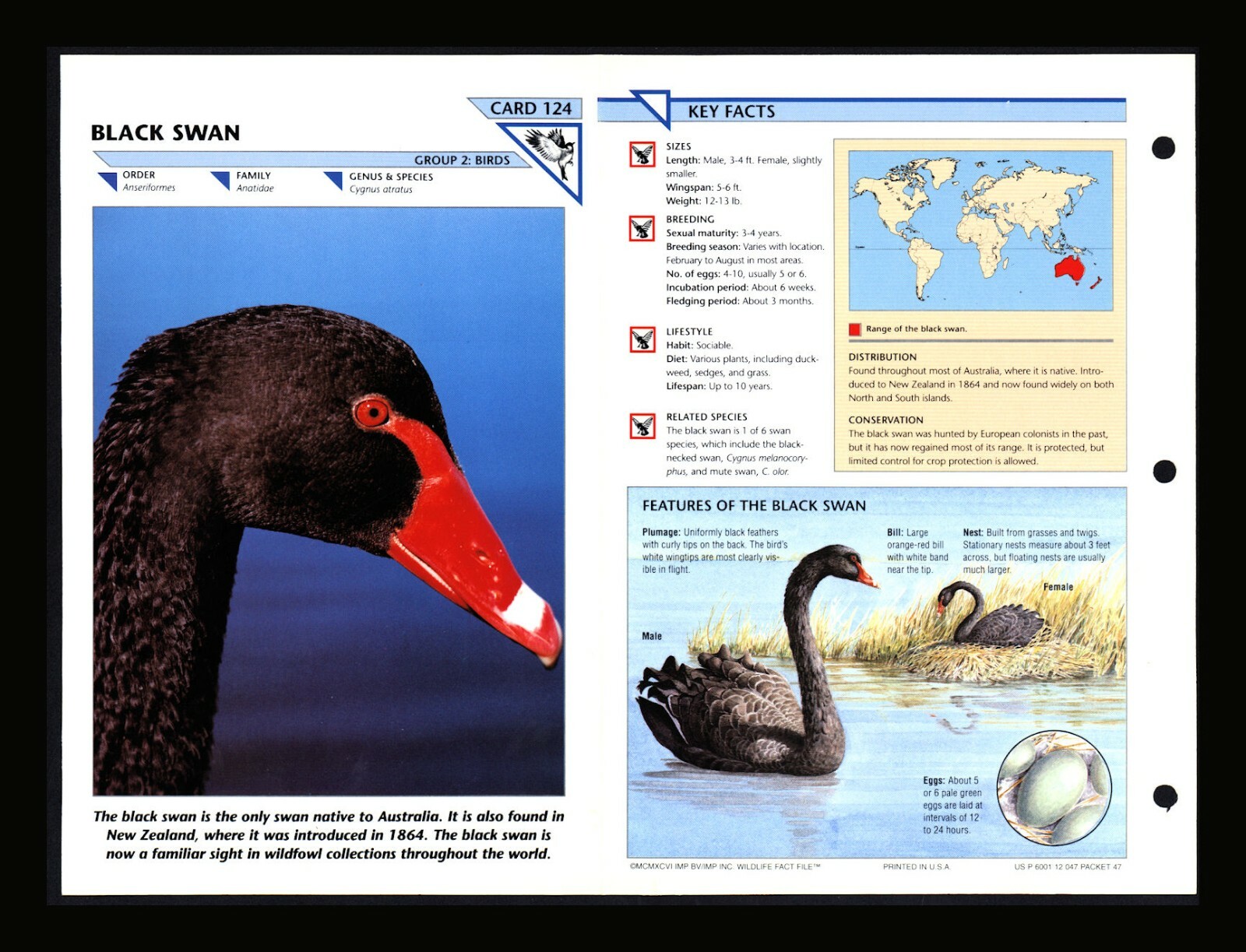Black Swan Wild Life Fact File Bird Animal Card Home School Study 2.124