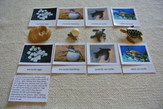 9 Sets of Montessori Life Cycle 5 Parts Cards with matching replicas