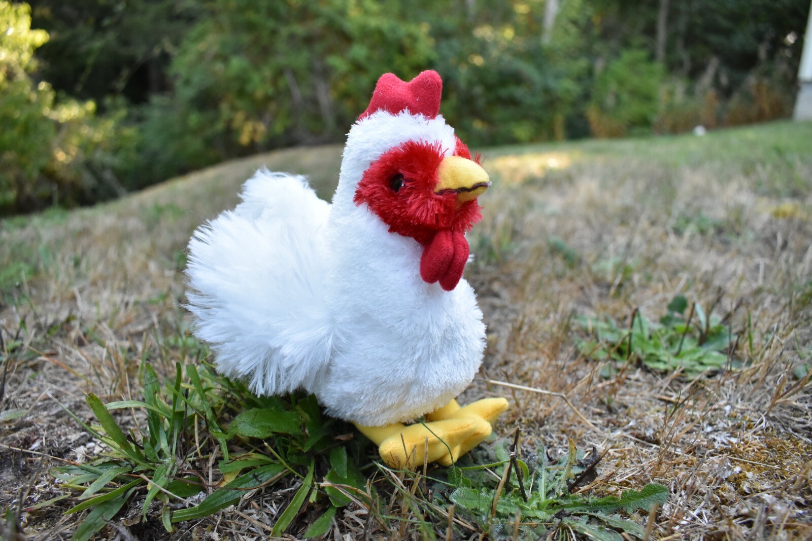 Chicken, Plush Toy, Stuffed Animal, Realistic Soft Model, Replica, Kids 6″ F895