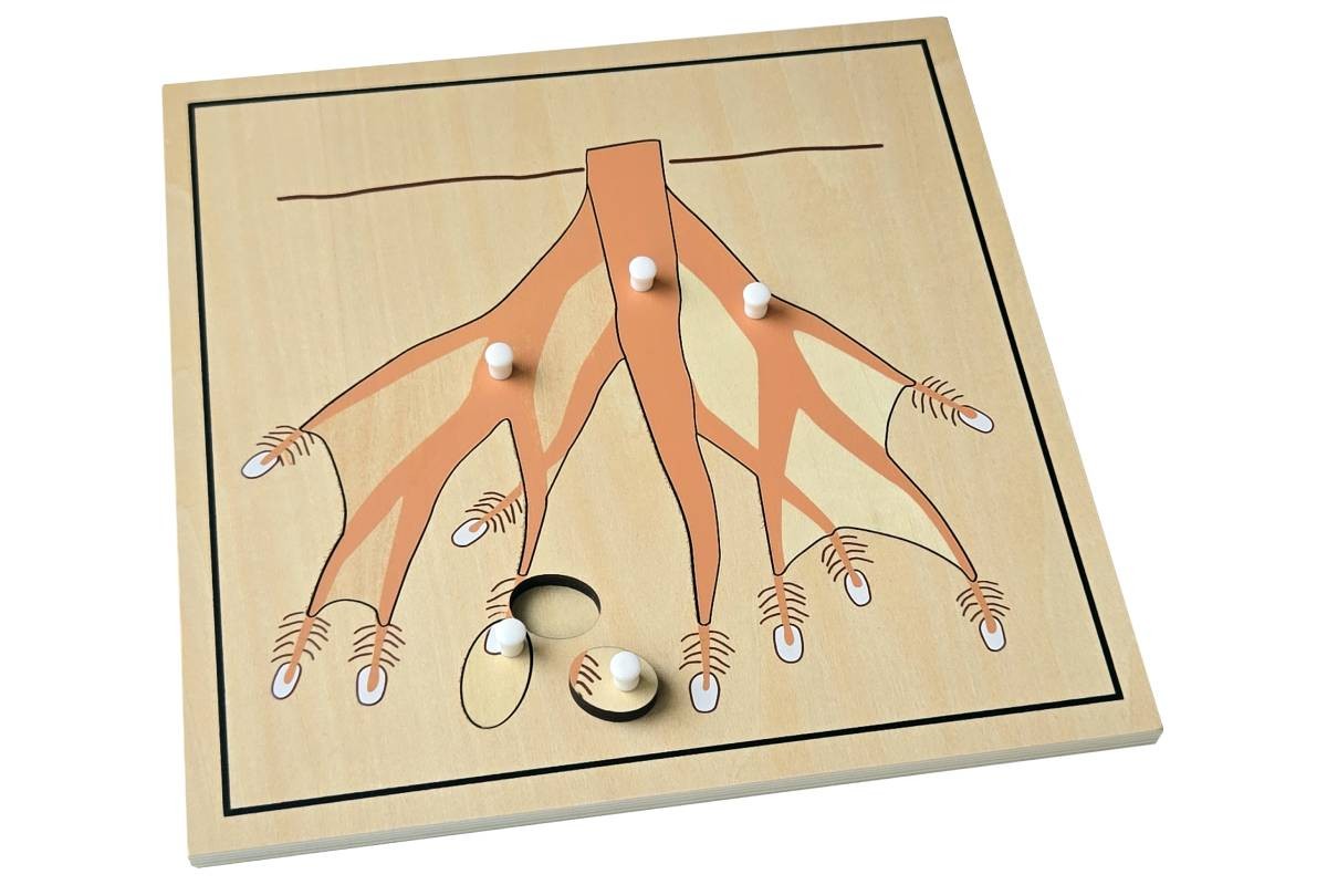 Root Puzzle – MONTESSORI BIOLOGY / BOTANY MATERIALS