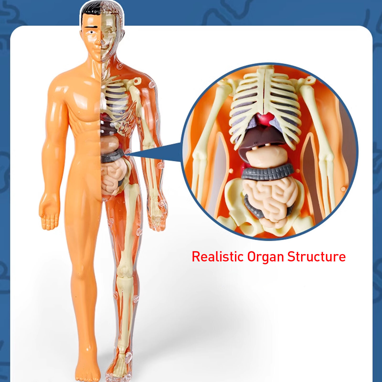 3D Human Body Anatomy Model DIY Skeleton Toys Educational Science Kit for Kid