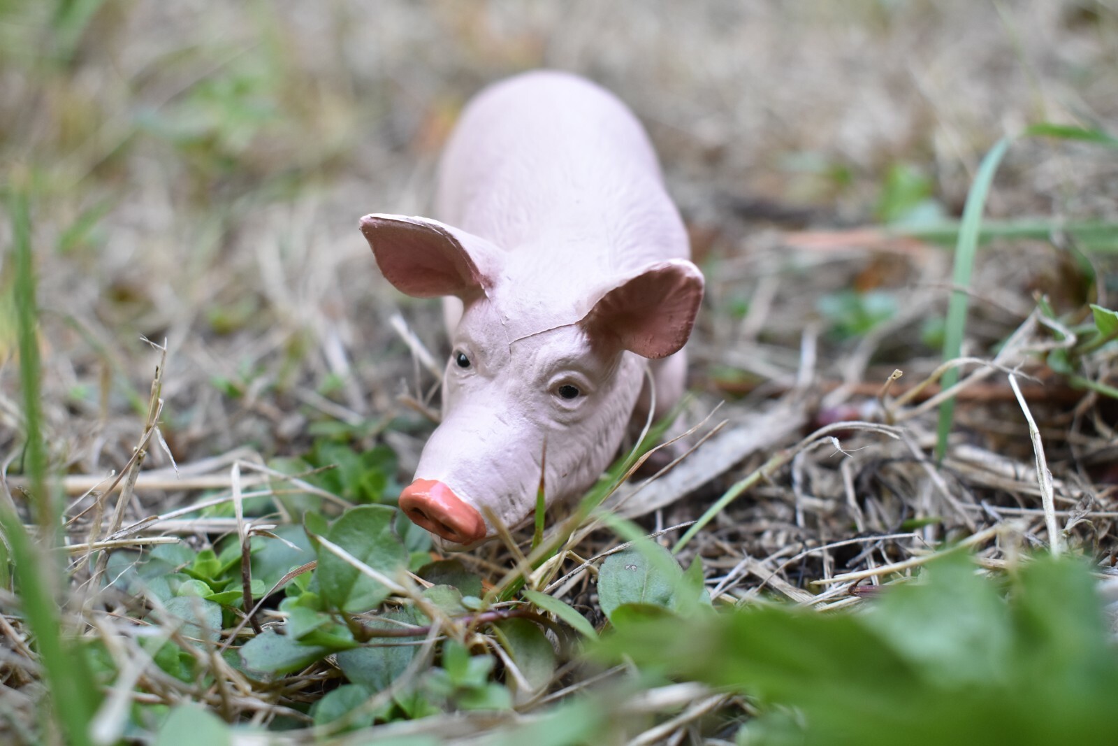 PIG / Boar Domestic Plastic Replica 4 1/2 -inch replica – F2024 B143