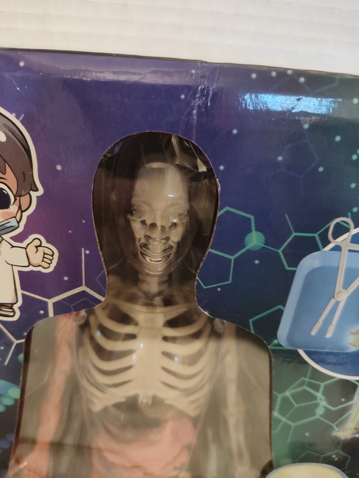 Human Body Model for Kids: Glow in The Dark Bones Interactive Science