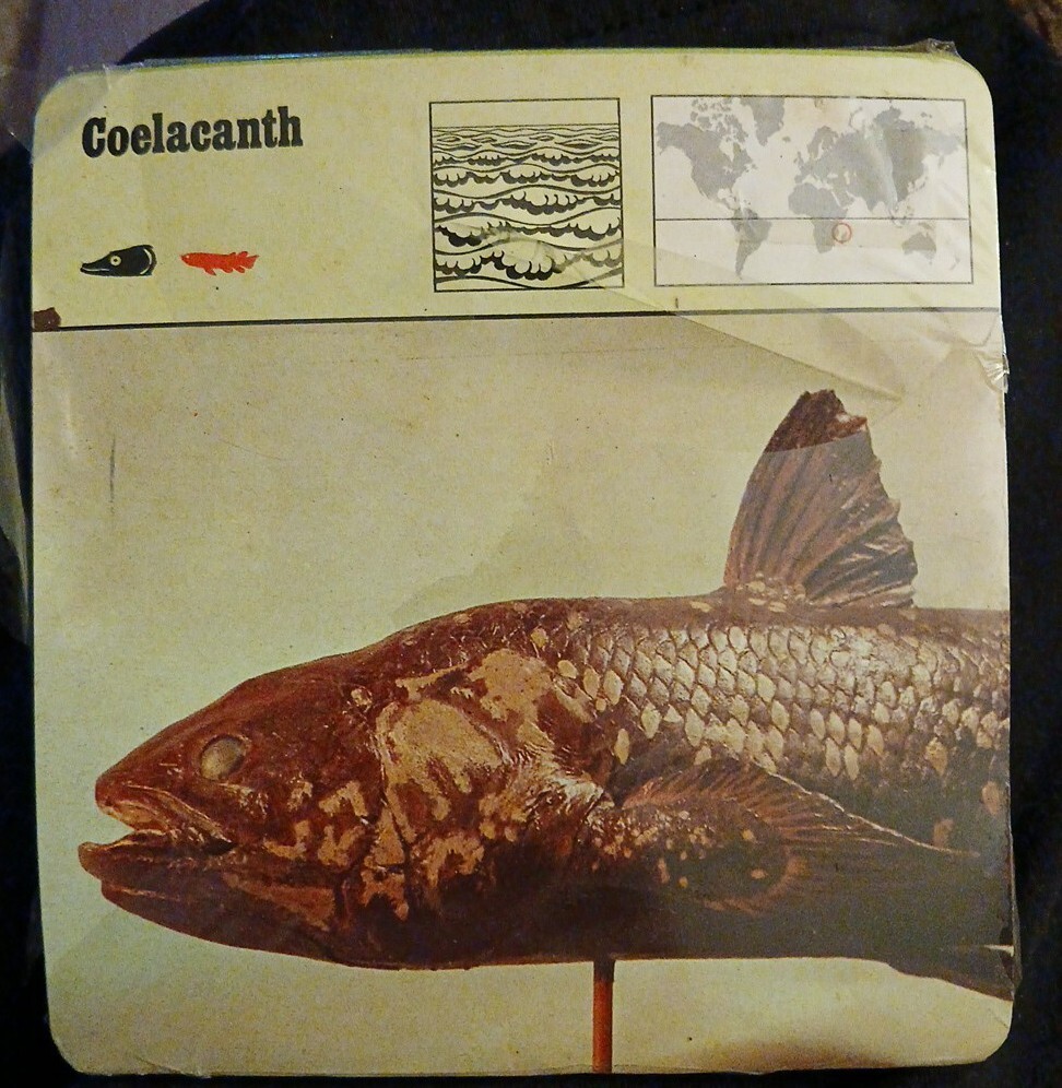 Animal Flash Cards (1976)