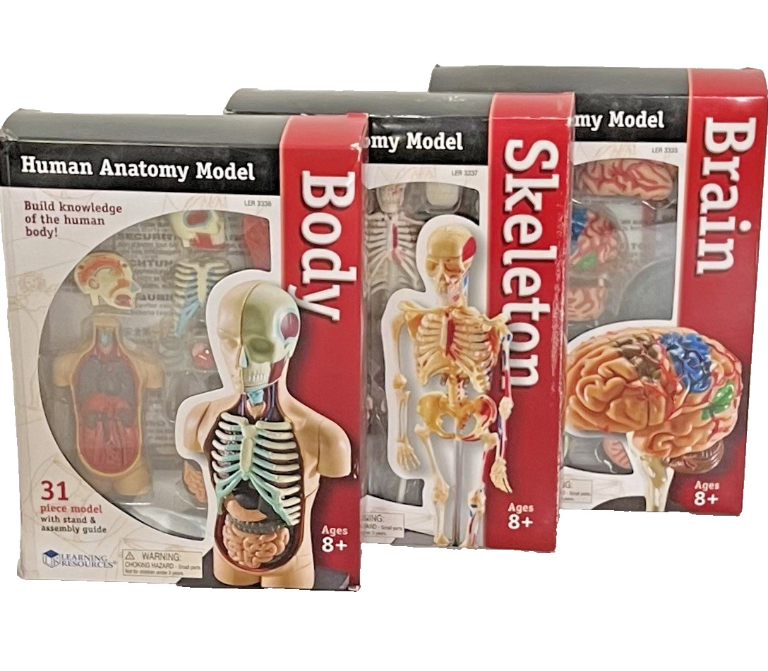 Learning Resources Human Anatomy Models Brain, Skeleton & Body. STEM Gift!!