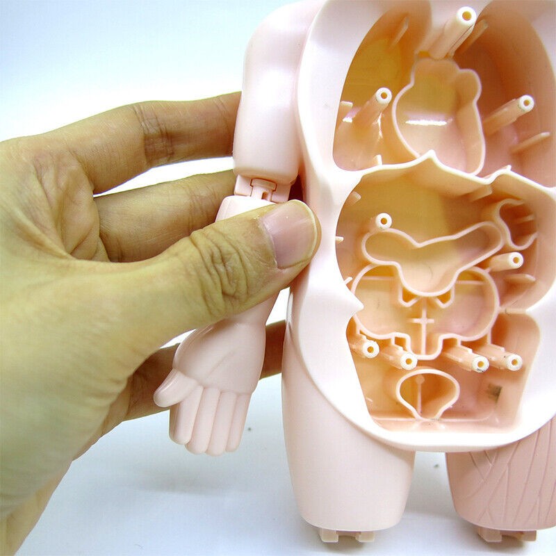 3D Puzzle Human Body Anatomy Model Learning Organ Assembled Toy Body Organ