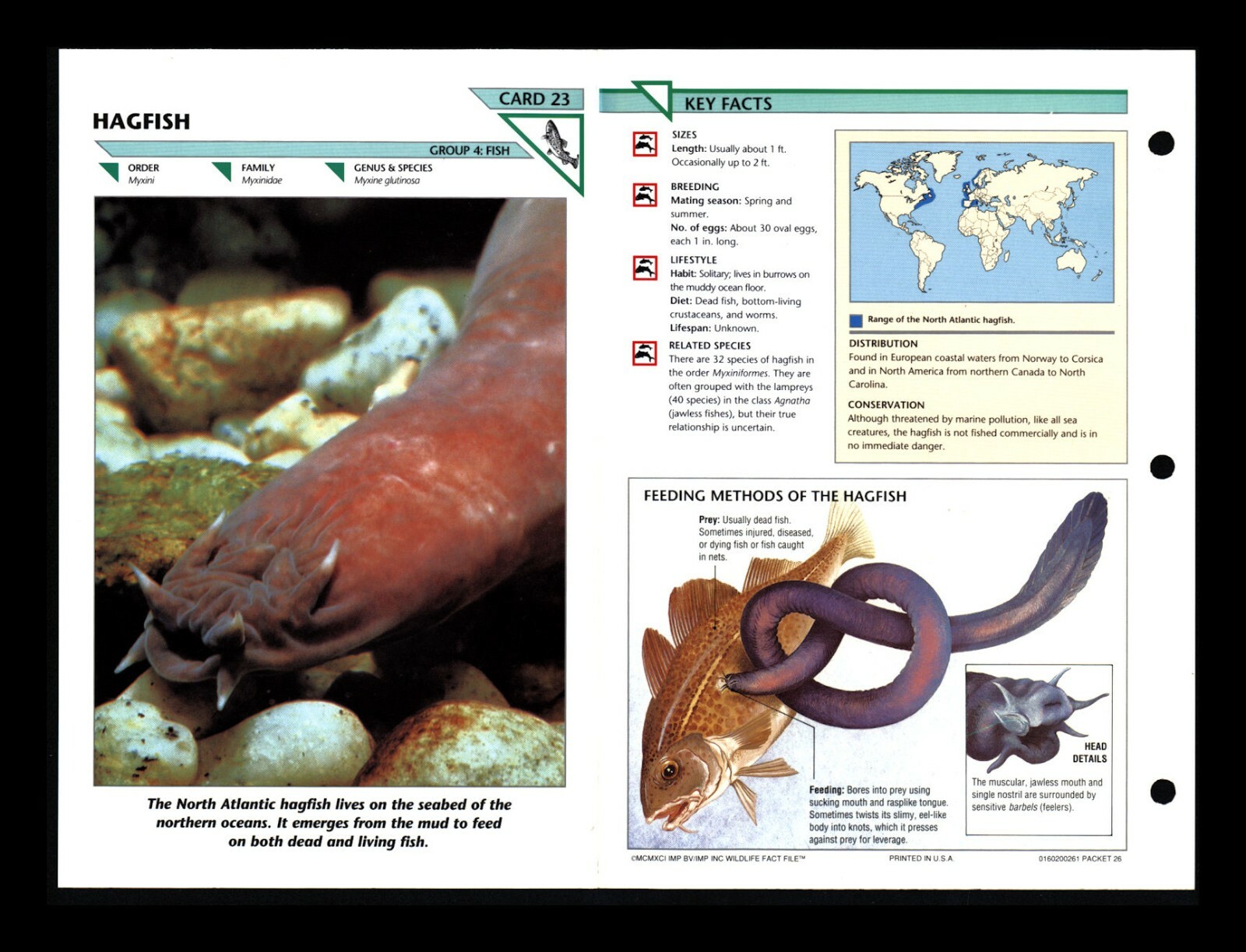 Hagfish Wildlife Fact File Fish Animal Card Home School Study 4.23