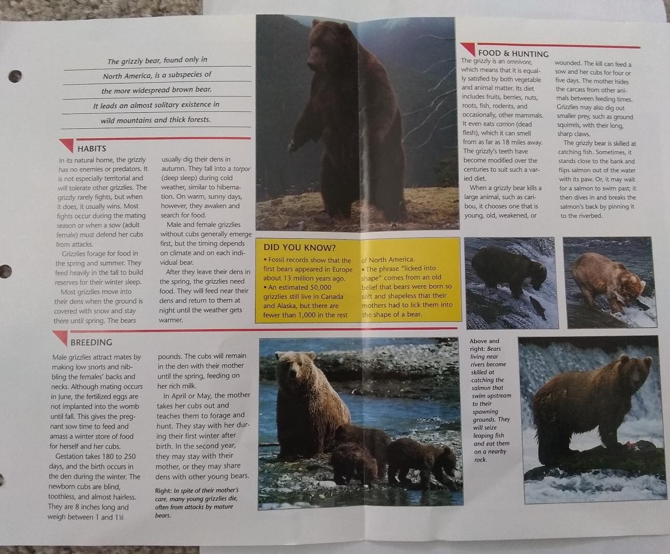 Grizzly Bear #68 Wild Life Fact File Fold Out Card