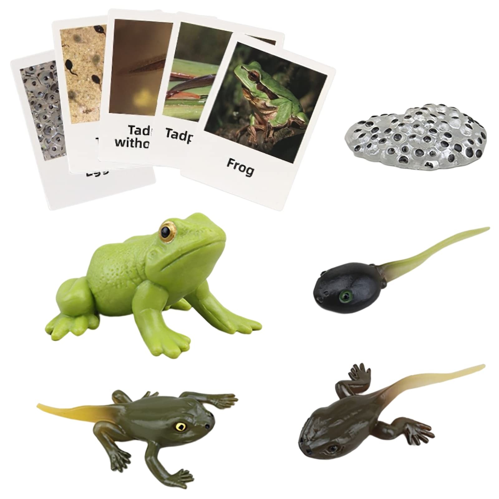MIKNEKE Montessori Frog Life Cycle with Flash Cards, Plastic Insects Tadpole to