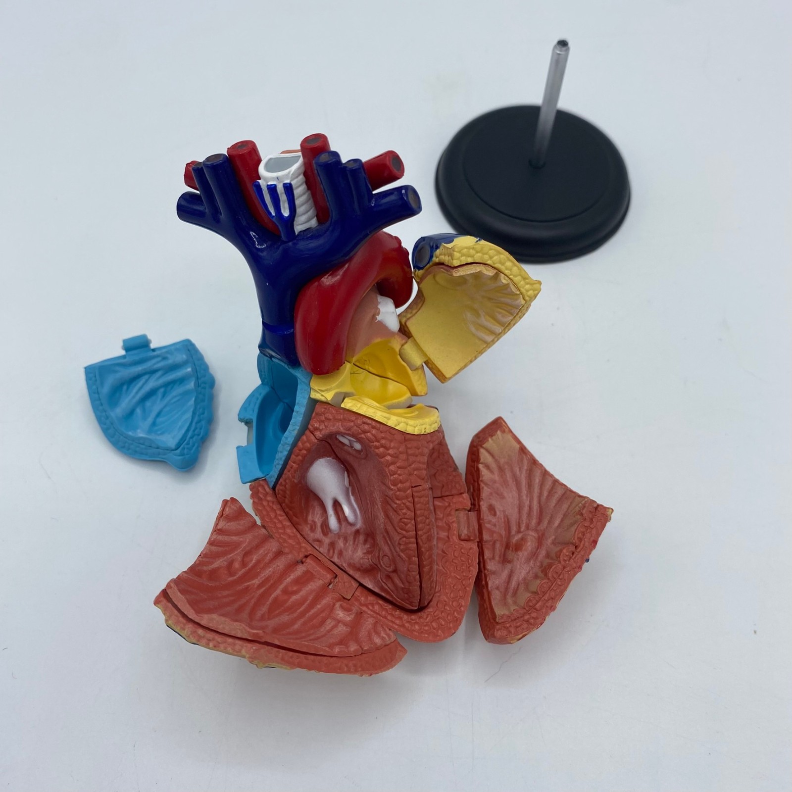 Edu-Toys 50cm Human Torso Anatomy Model Kit 4D Human Heart Anatomy Model